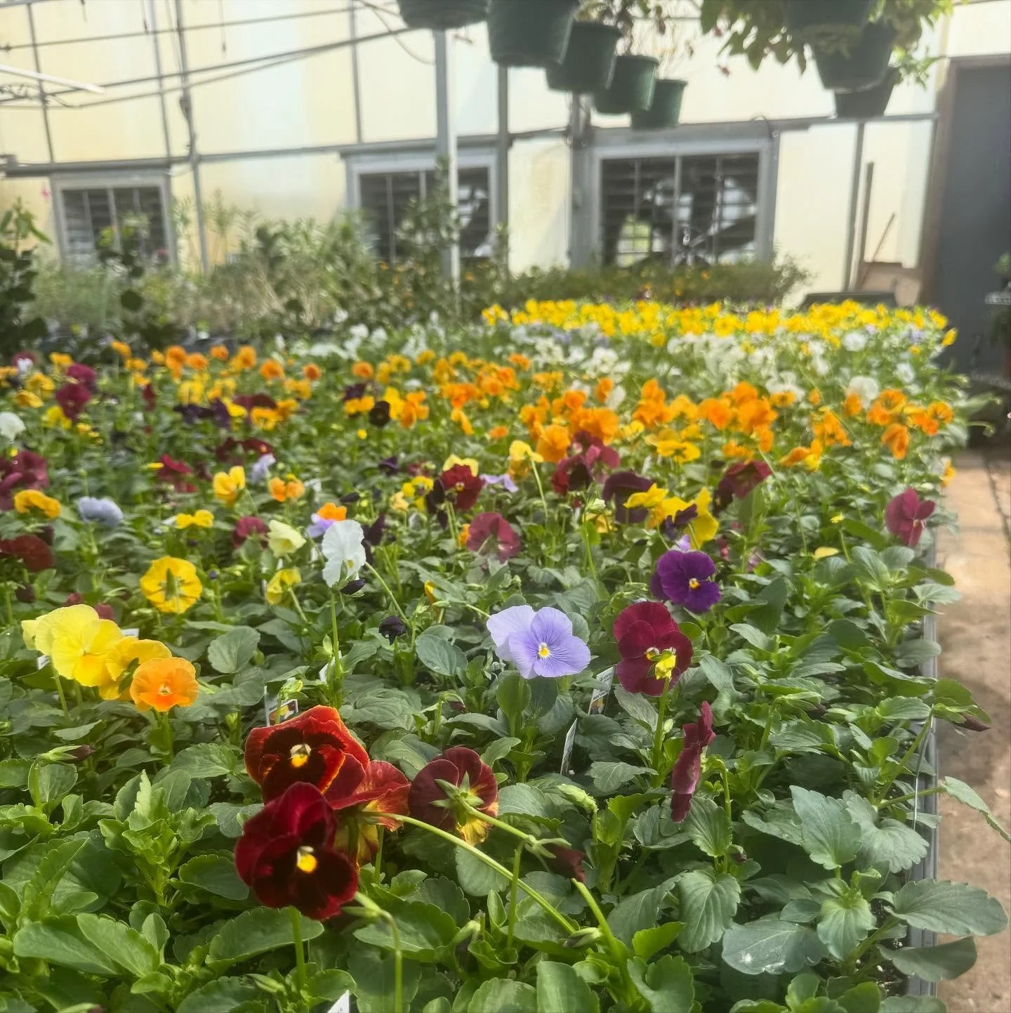 Pansies have arrived!