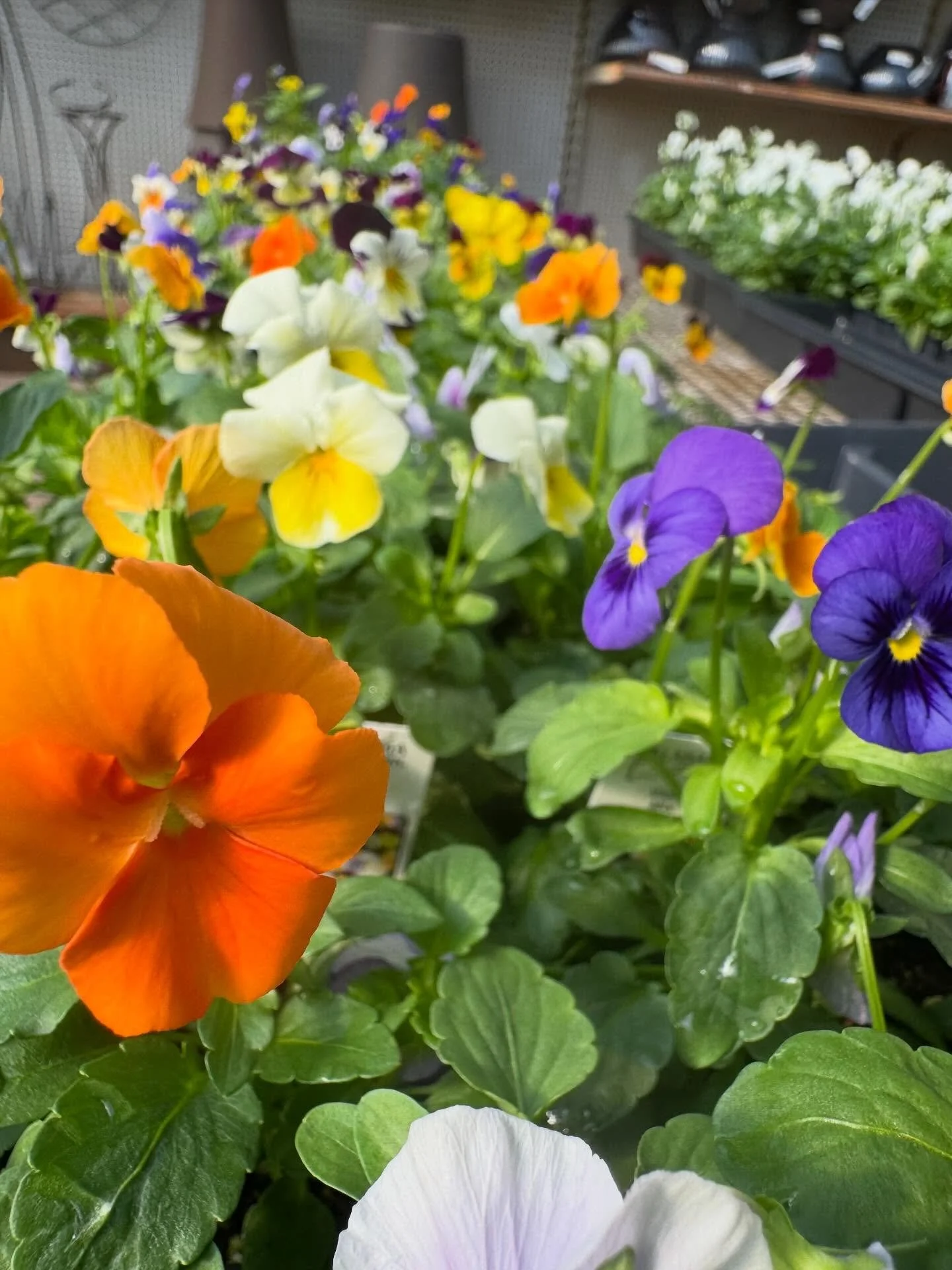 Our tables are loaded down with fall bedding plants! Pansies, violas, snapdragons, dianthus, & ornamental cabbage/kale! 🍁