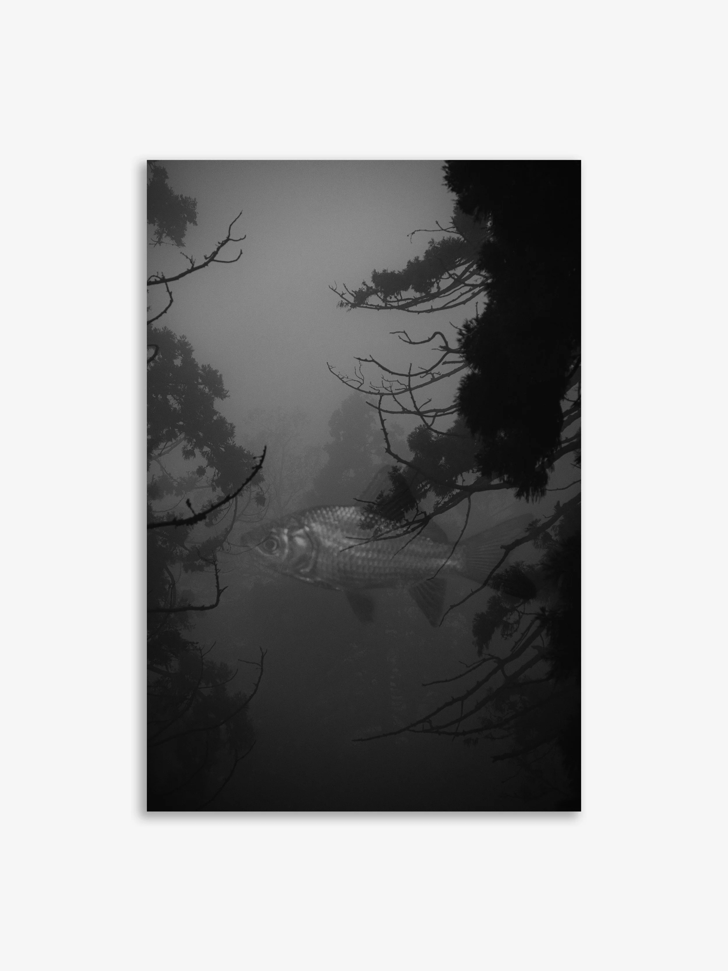Long Liu: Arrival Series-2