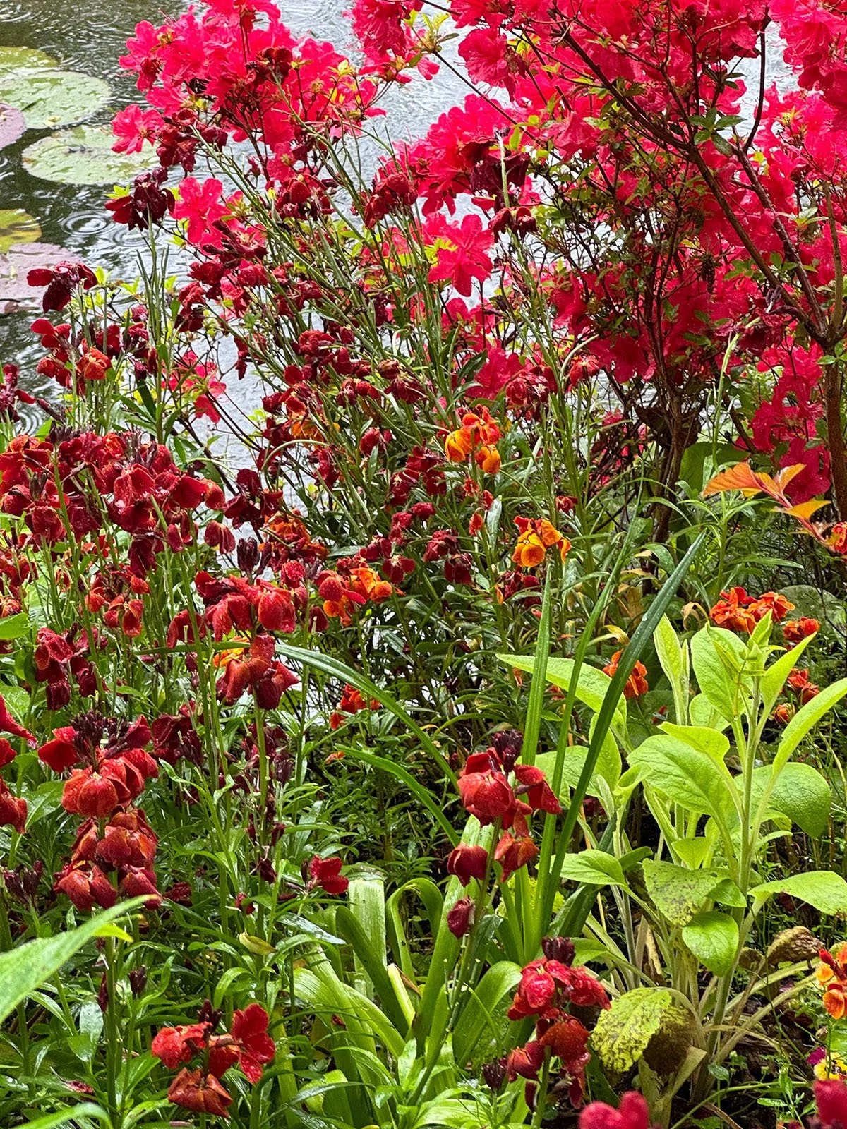 red flowers GIVERNY cover-1.jpg