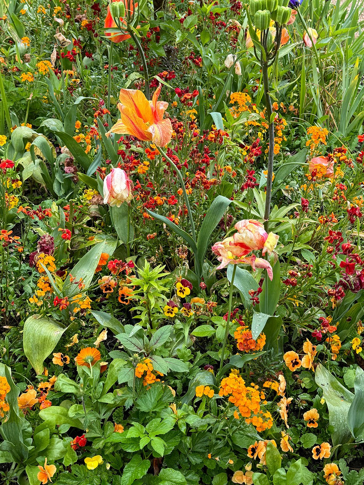orange flowers GIVERNY orange.jpg