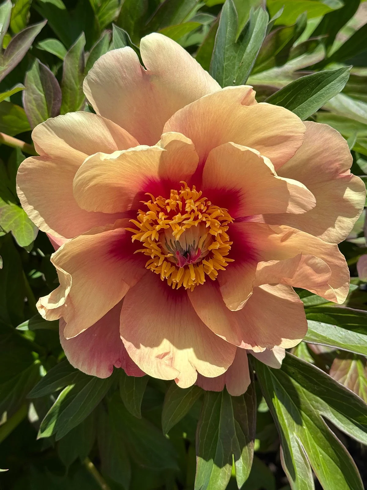 JAPANESE PEONY IMG_1232.jpg