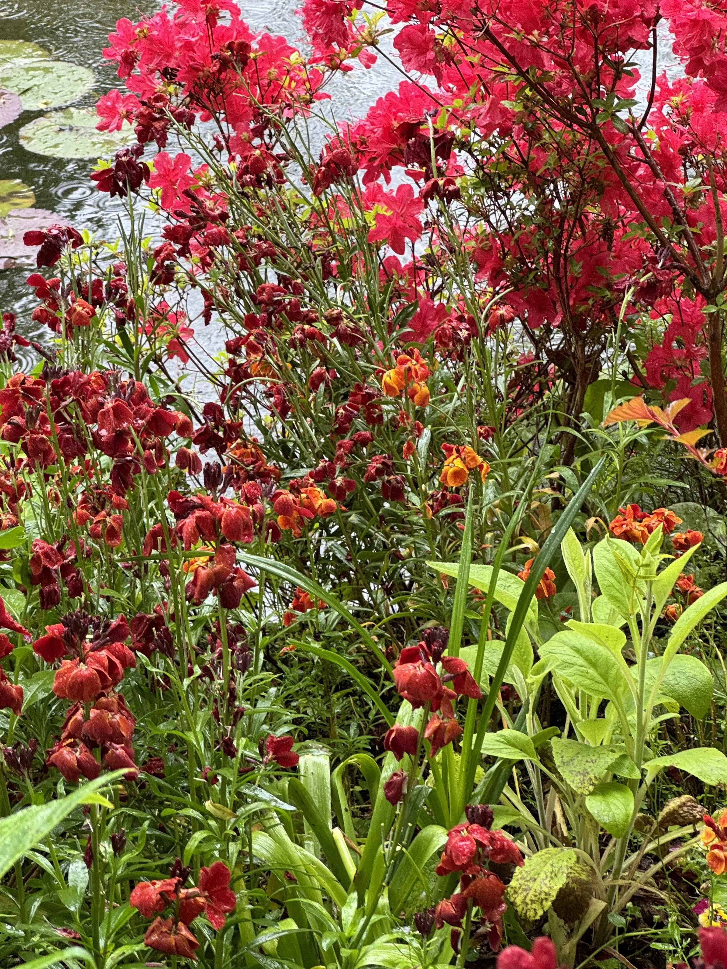 red flowers GIVERNY cover.jpeg
