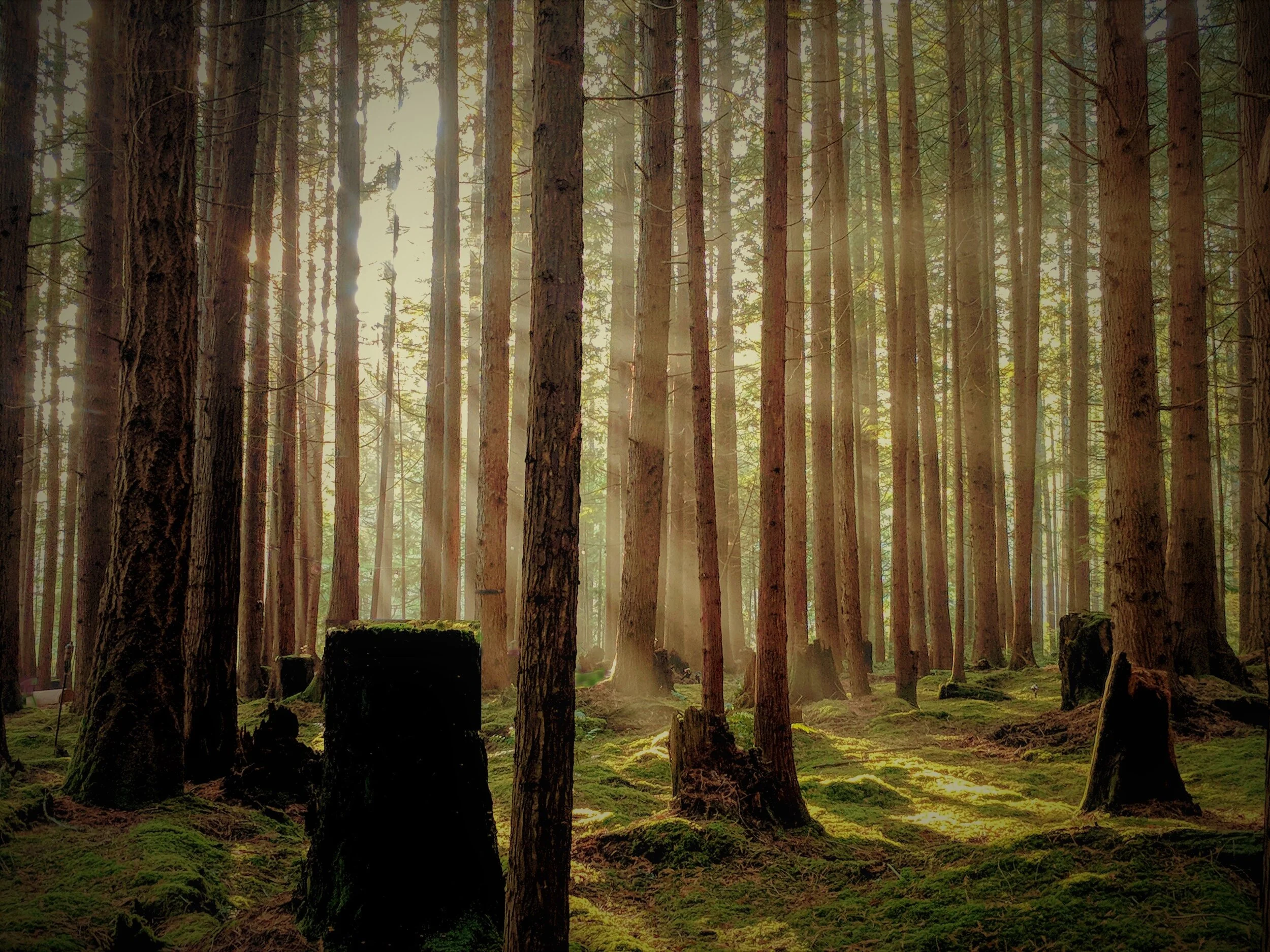 Emerald Forest Sun Rays.jpg