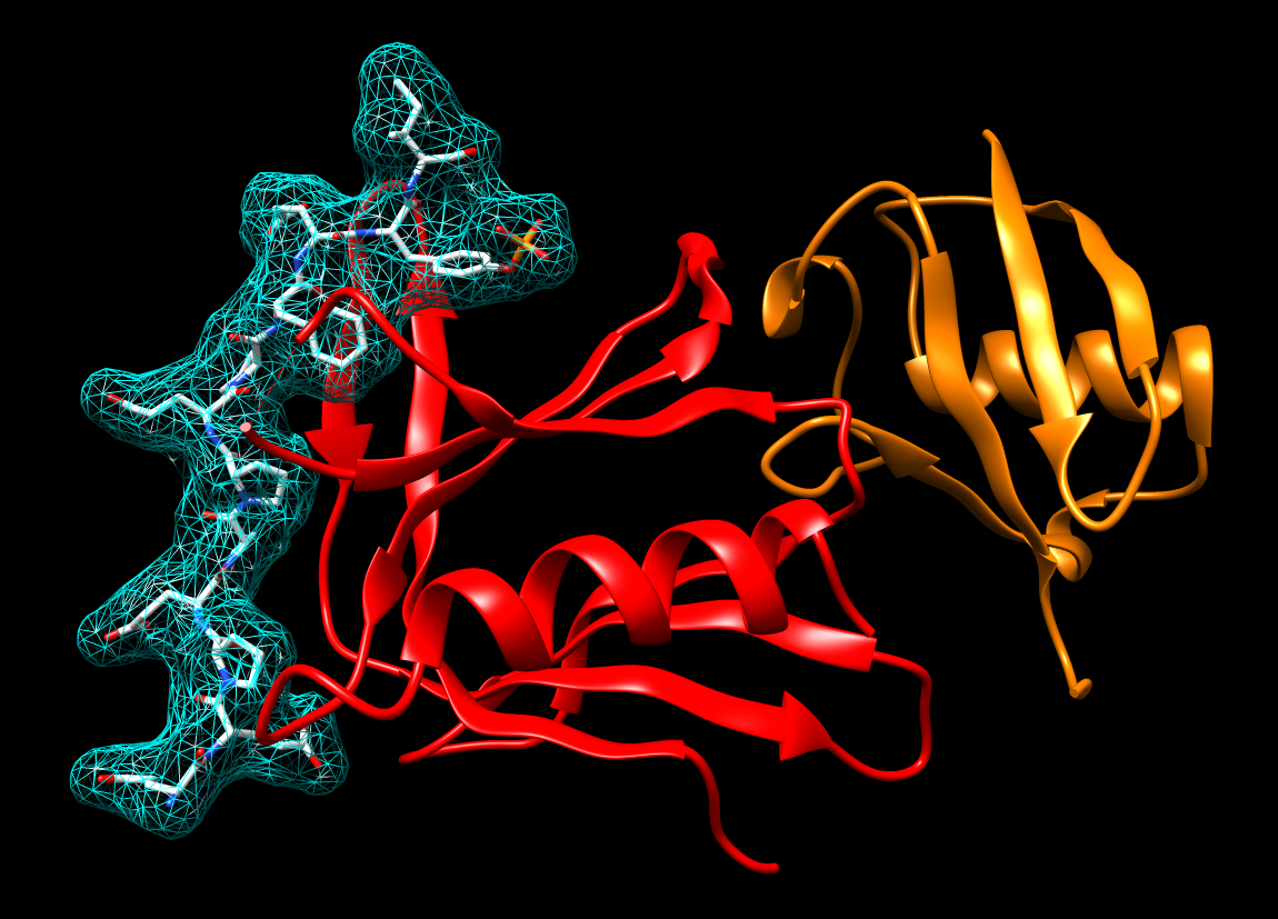 Ubiquitin-Proteasome System