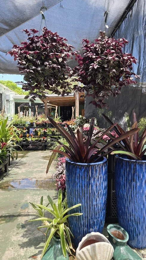 plantss.jpg