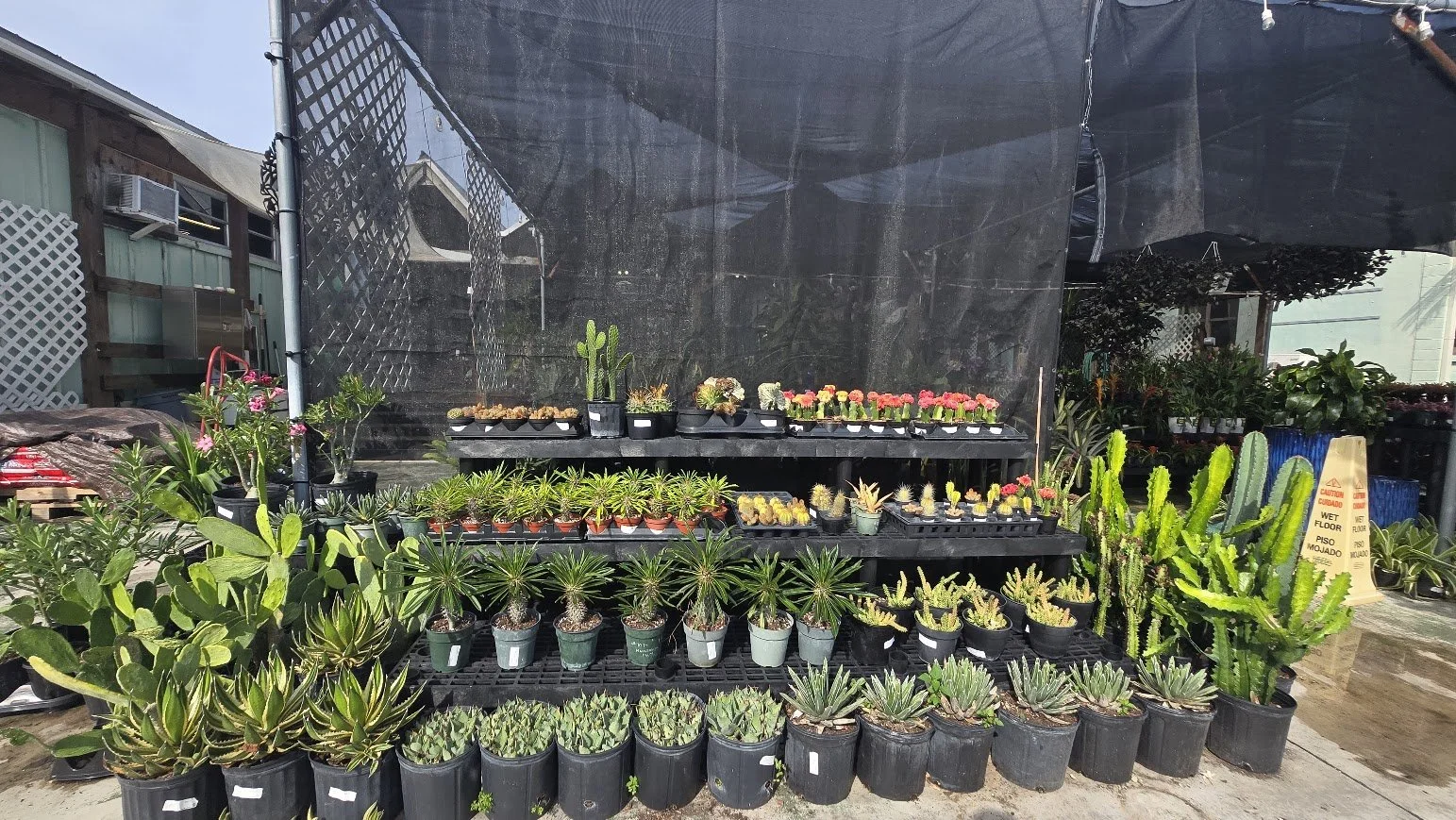 succulents.jpg