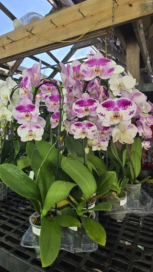 orchids.jpg