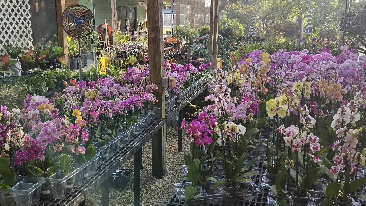 orchid.jpg