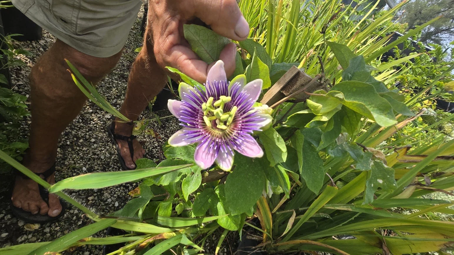flower.jpg