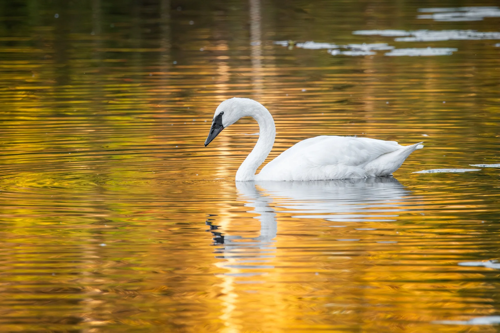 The Swan that Danced with Light - Rachel Hall.jpg