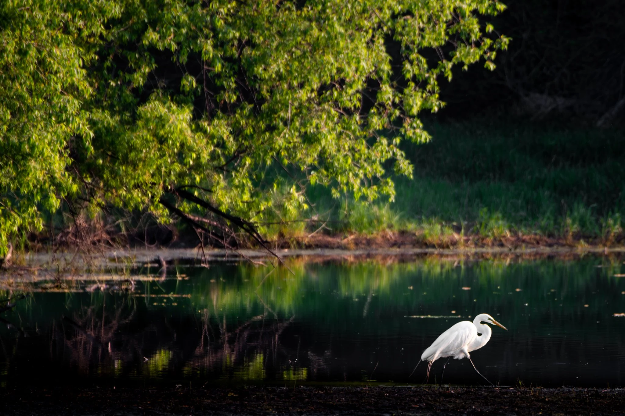 Q126 The Edge of Plymouth Creek - Rachel Hall.jpg