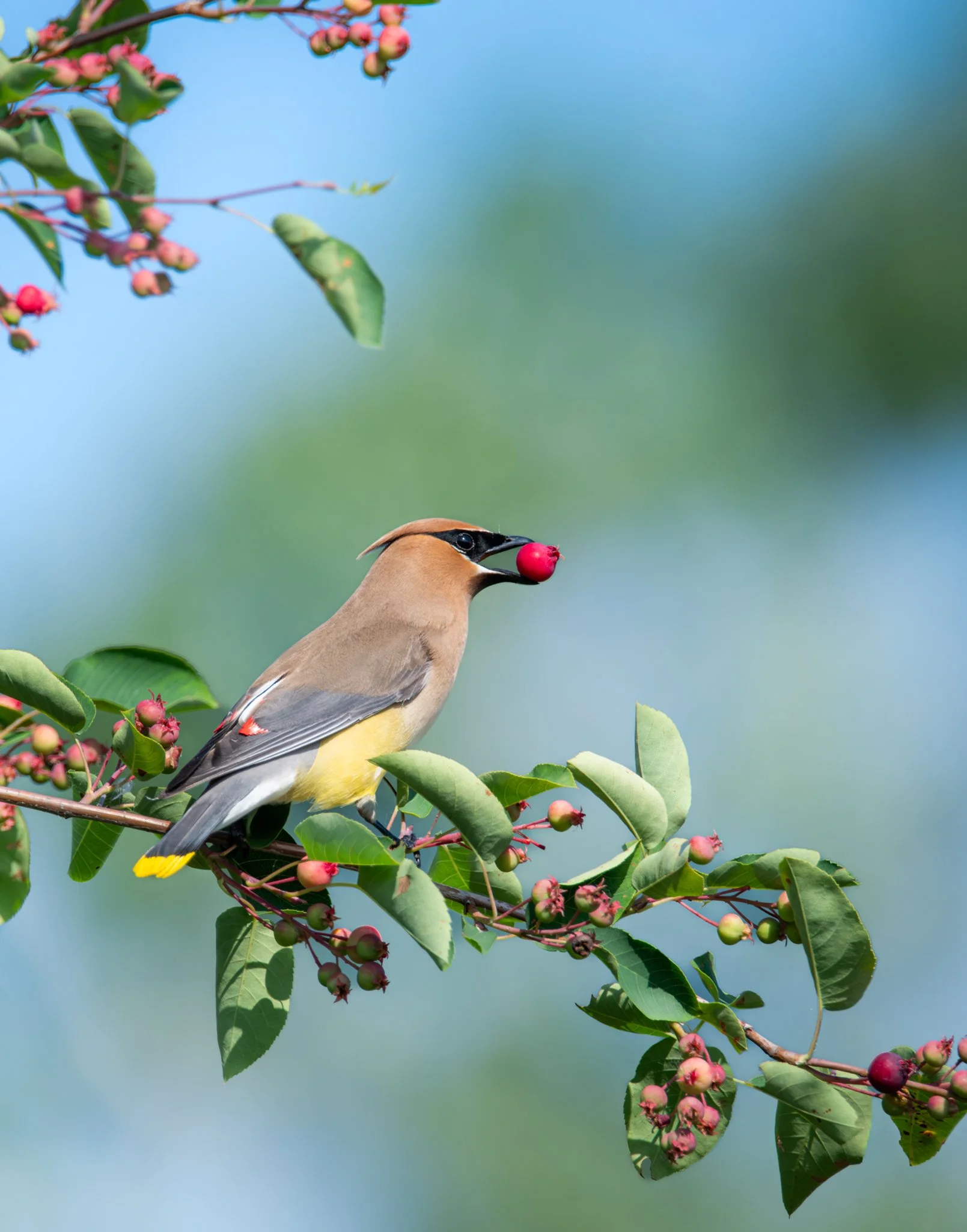 The Berry Thief - Rachel Hall.jpg