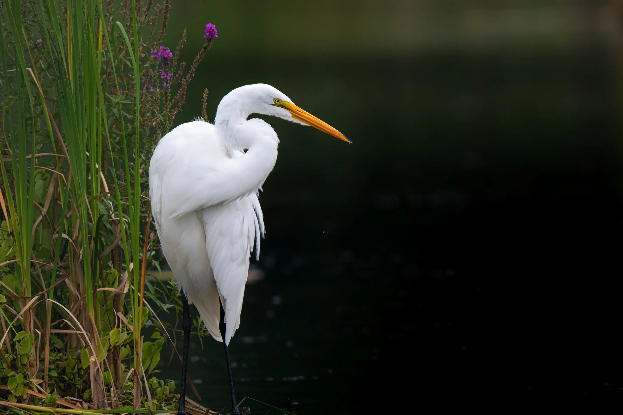 White Grace at the Water’s Edge - Rachel Hall.jpg