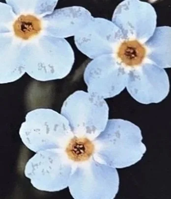 Forget-me-not+Flower_John+Maciejny.jpg