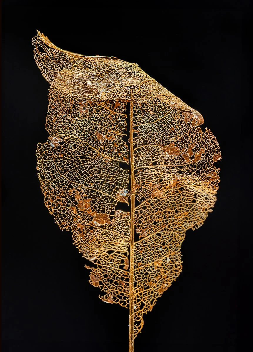 TracyWalshPhoto_SkeletonLeaf_2.jpg