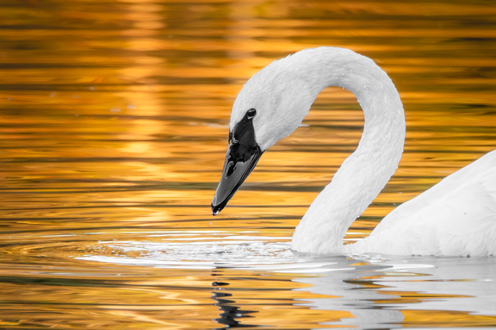 Q126 Drinking from the Sun- - Rachel Hall.jpg