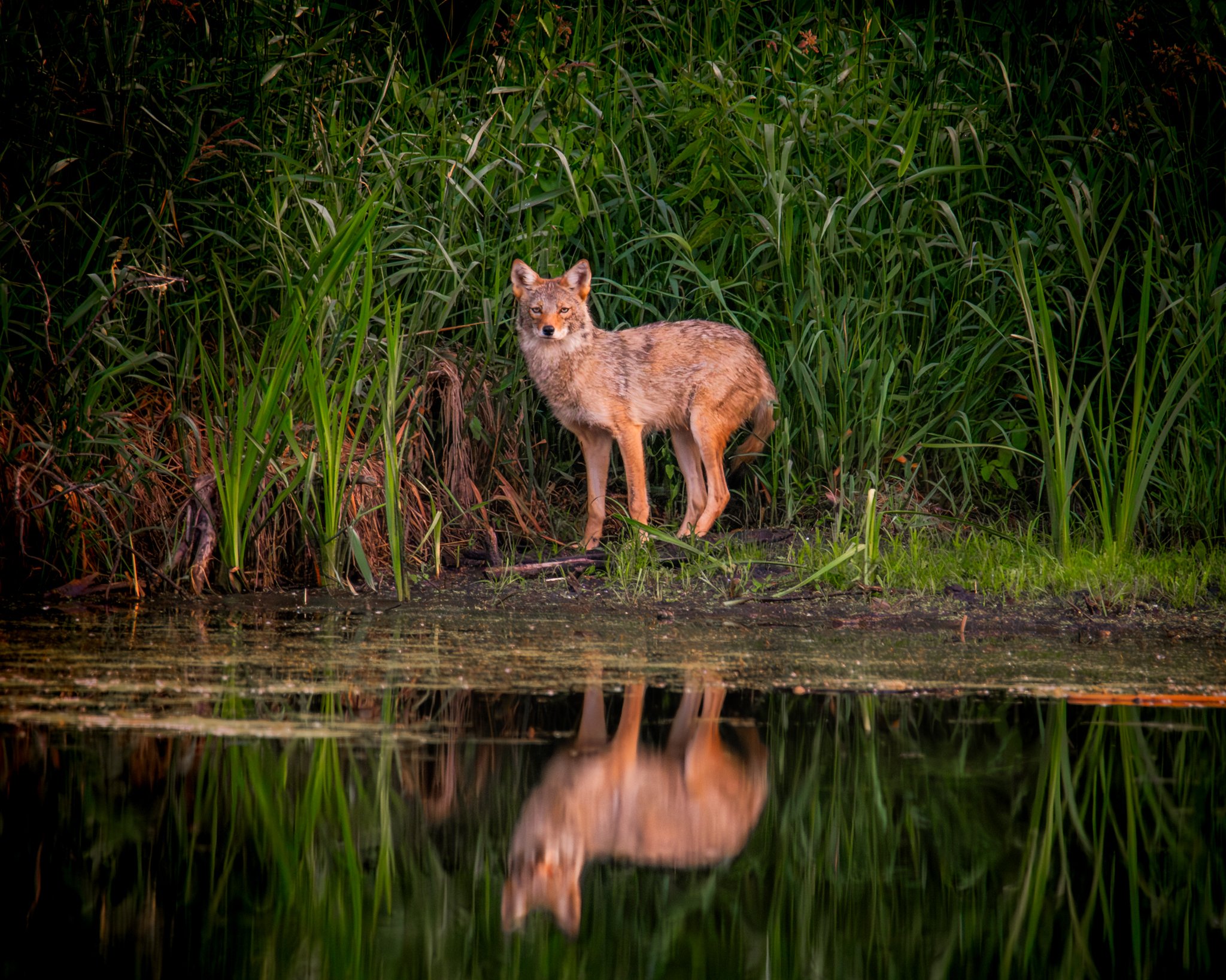 The Coyote Where Stillness Watches Back - Rachel Hall.jpg