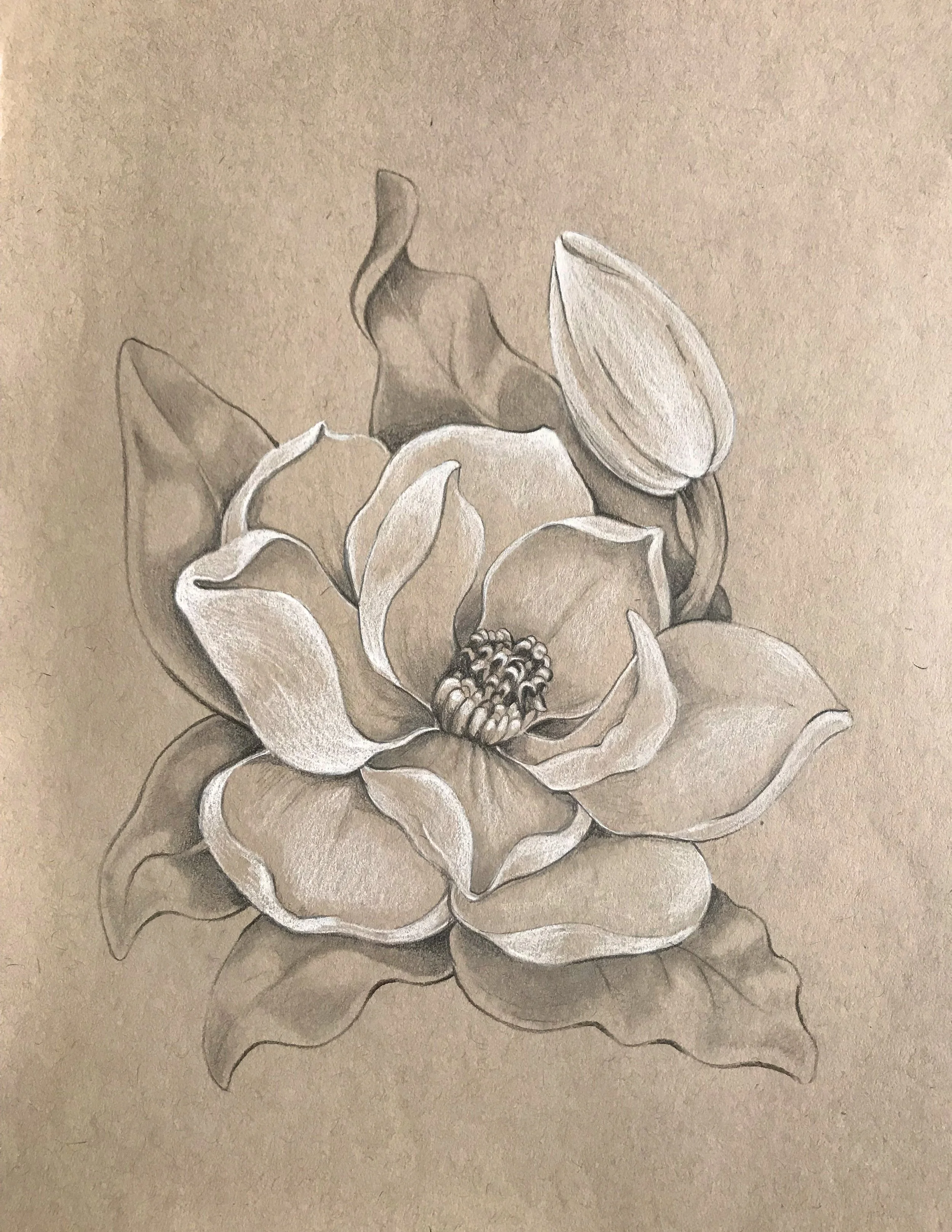 Magnolia Drawing with Aryn