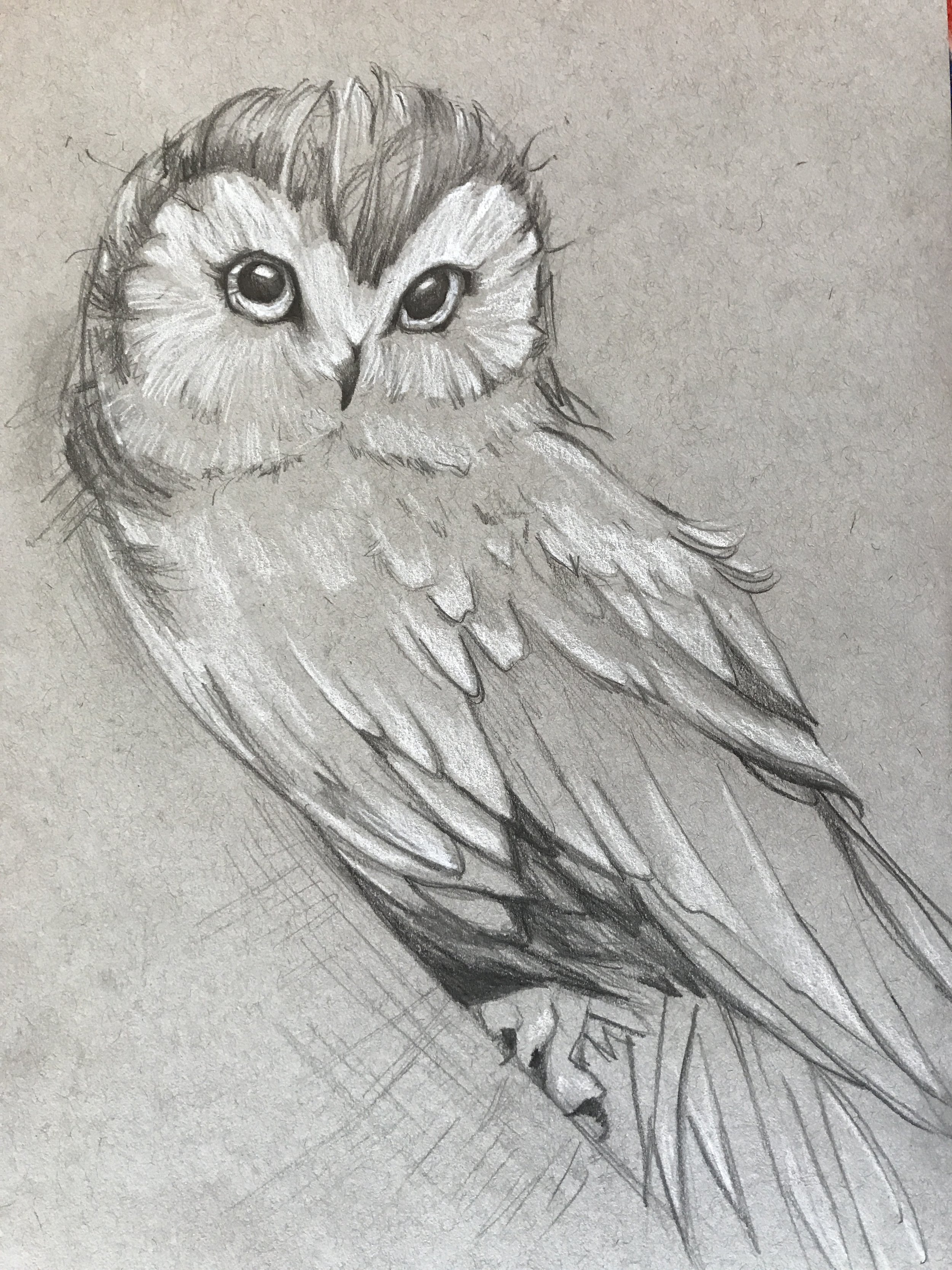 Owl+Drawing.JPG