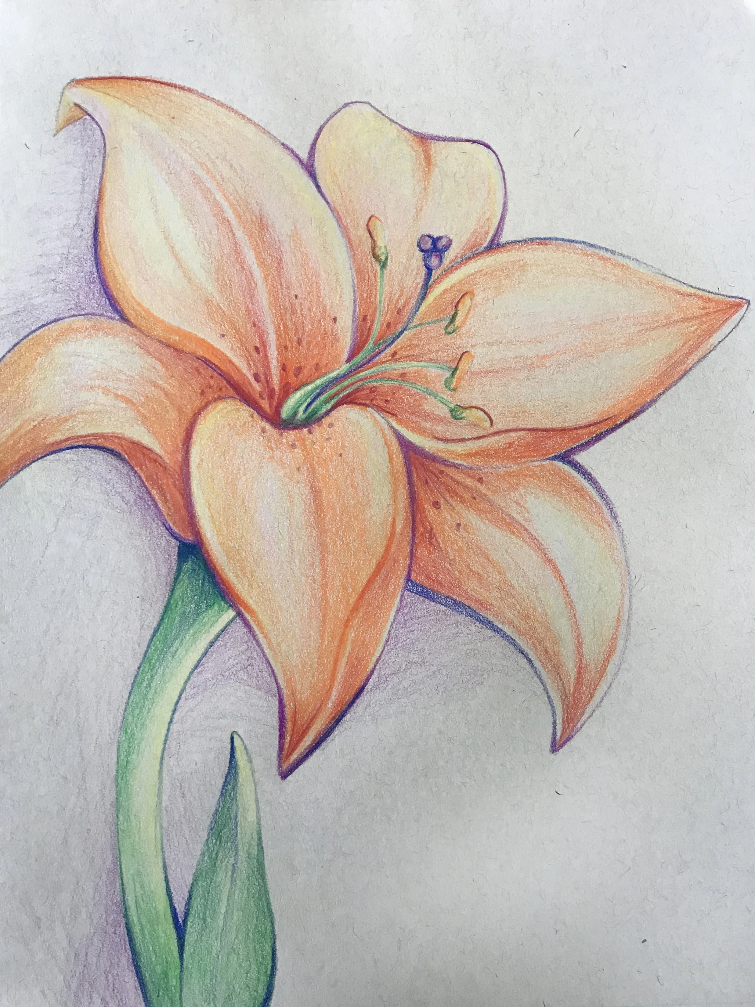 Lily Colored Pencil Drawing Class