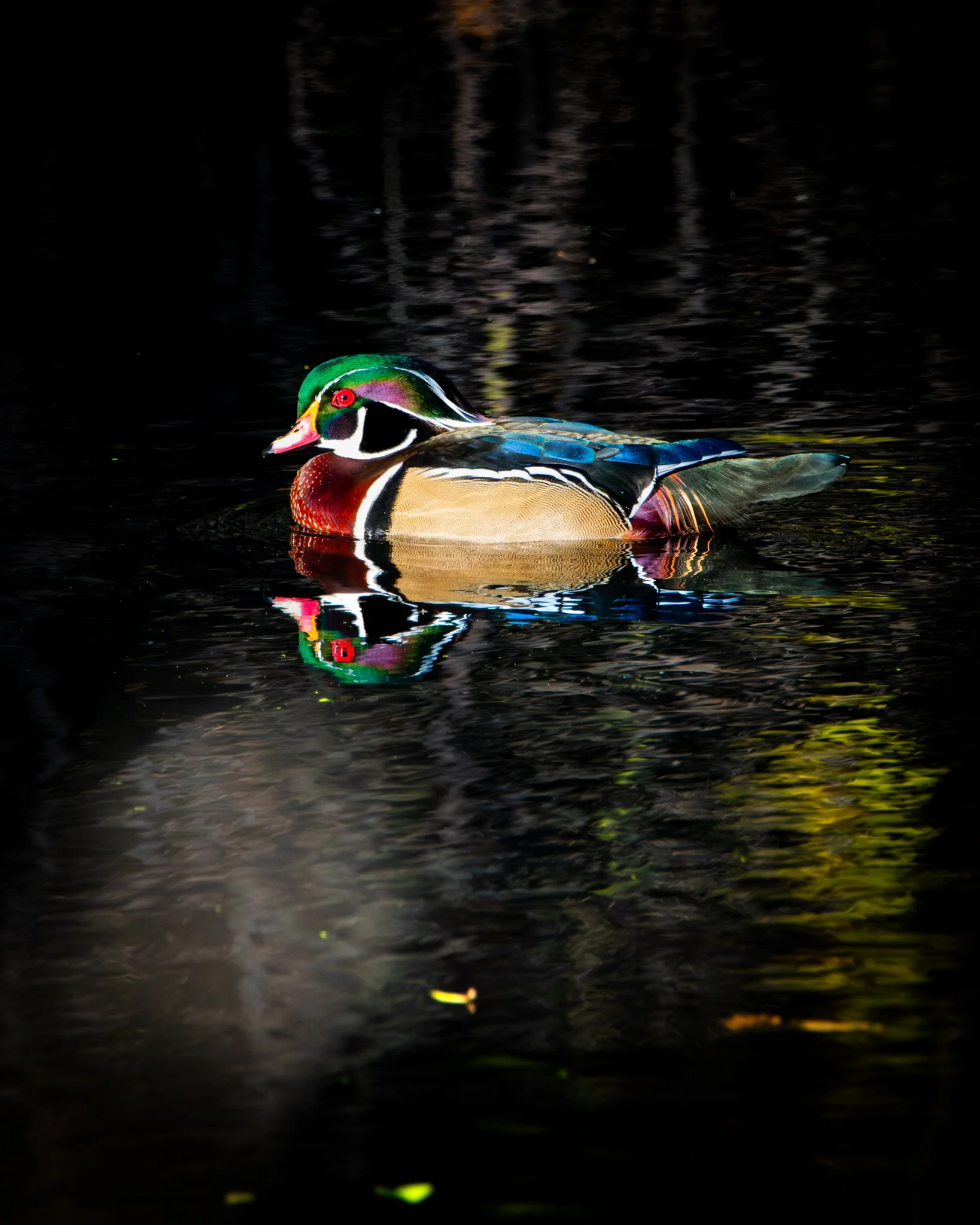 Q126 Jewel in the Shadows - Rachel Hall.jpg