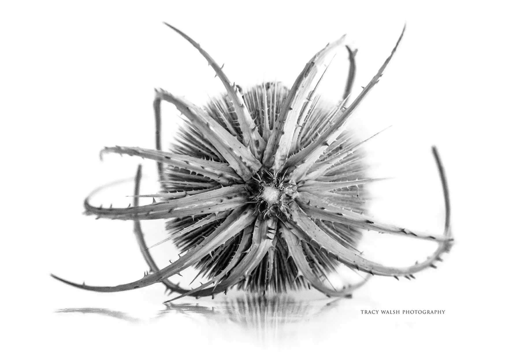 Wild by Tracy Walsh.jpg