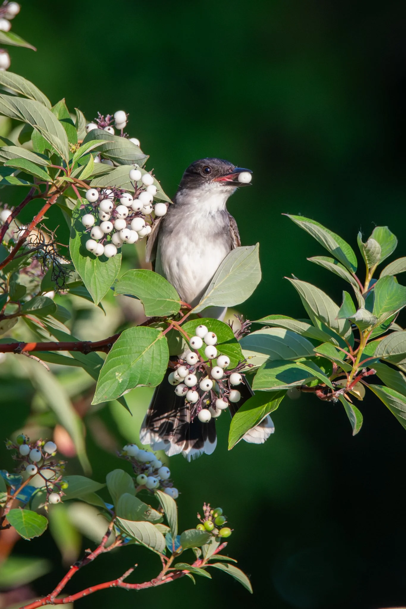 Kingbird's Banquet - Rachel Hall.jpg