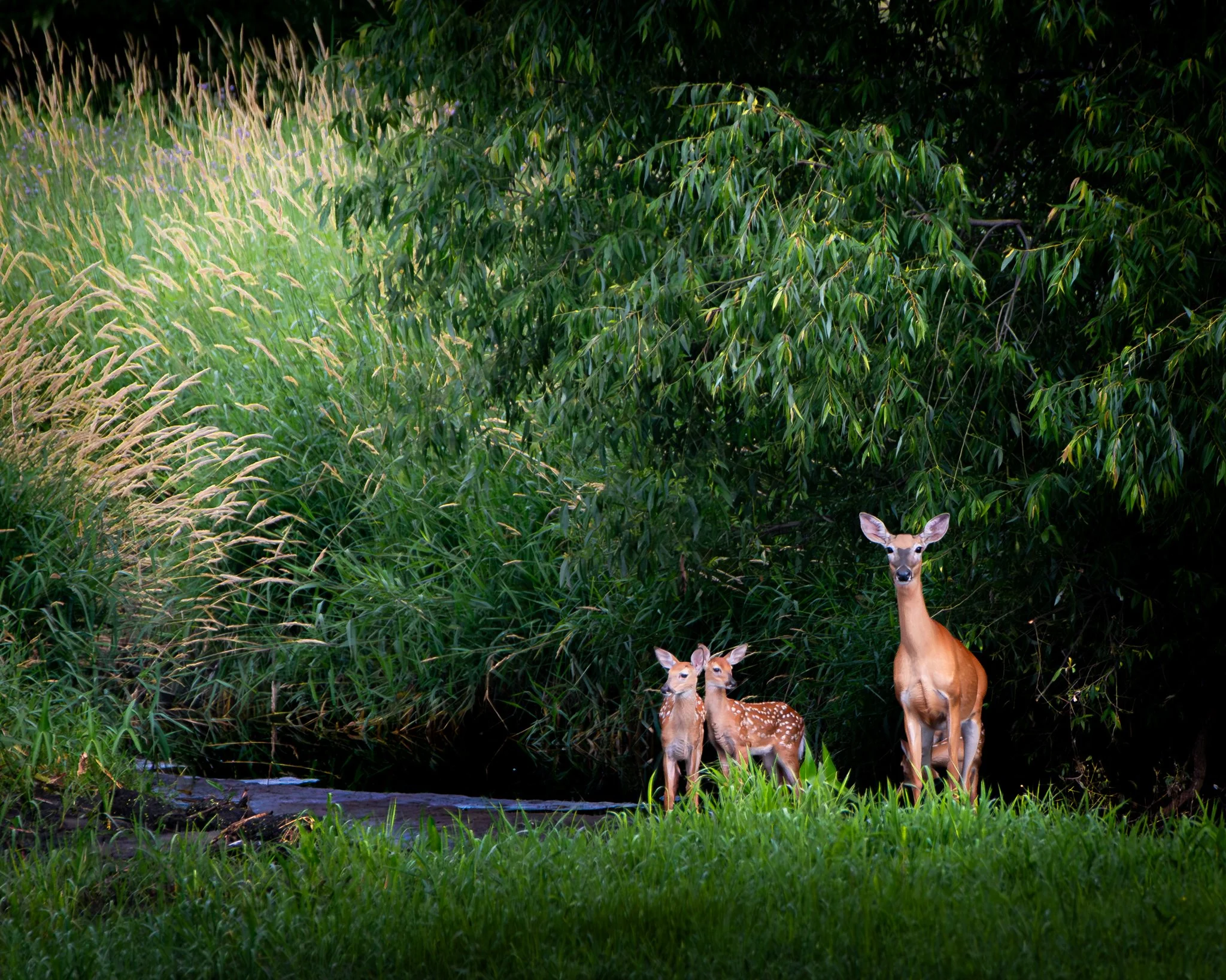 Q126 Twilight Serenity - Rachel Hall.jpg