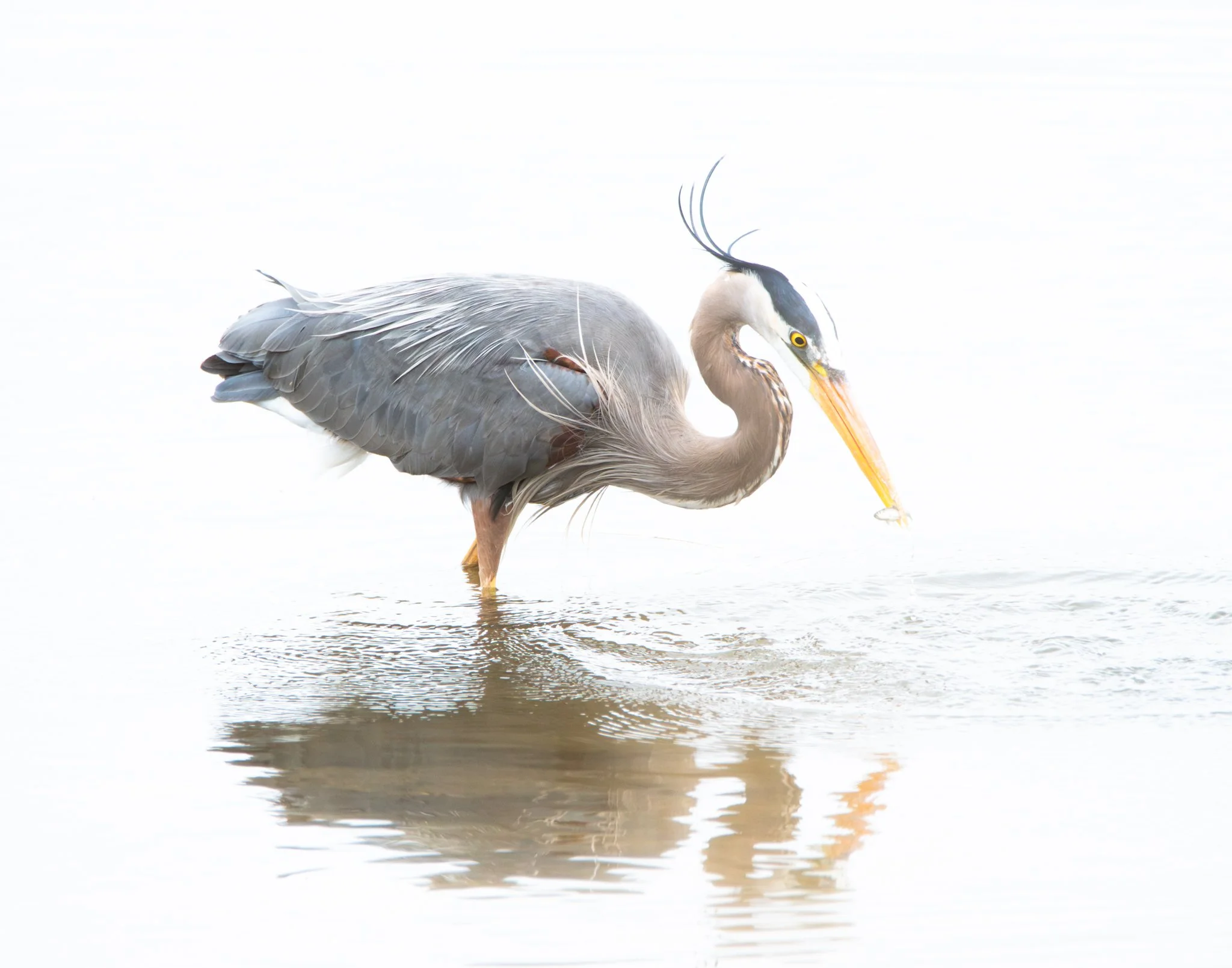 Great Blue Heron Catch of the Day - Rachel Hall.jpg