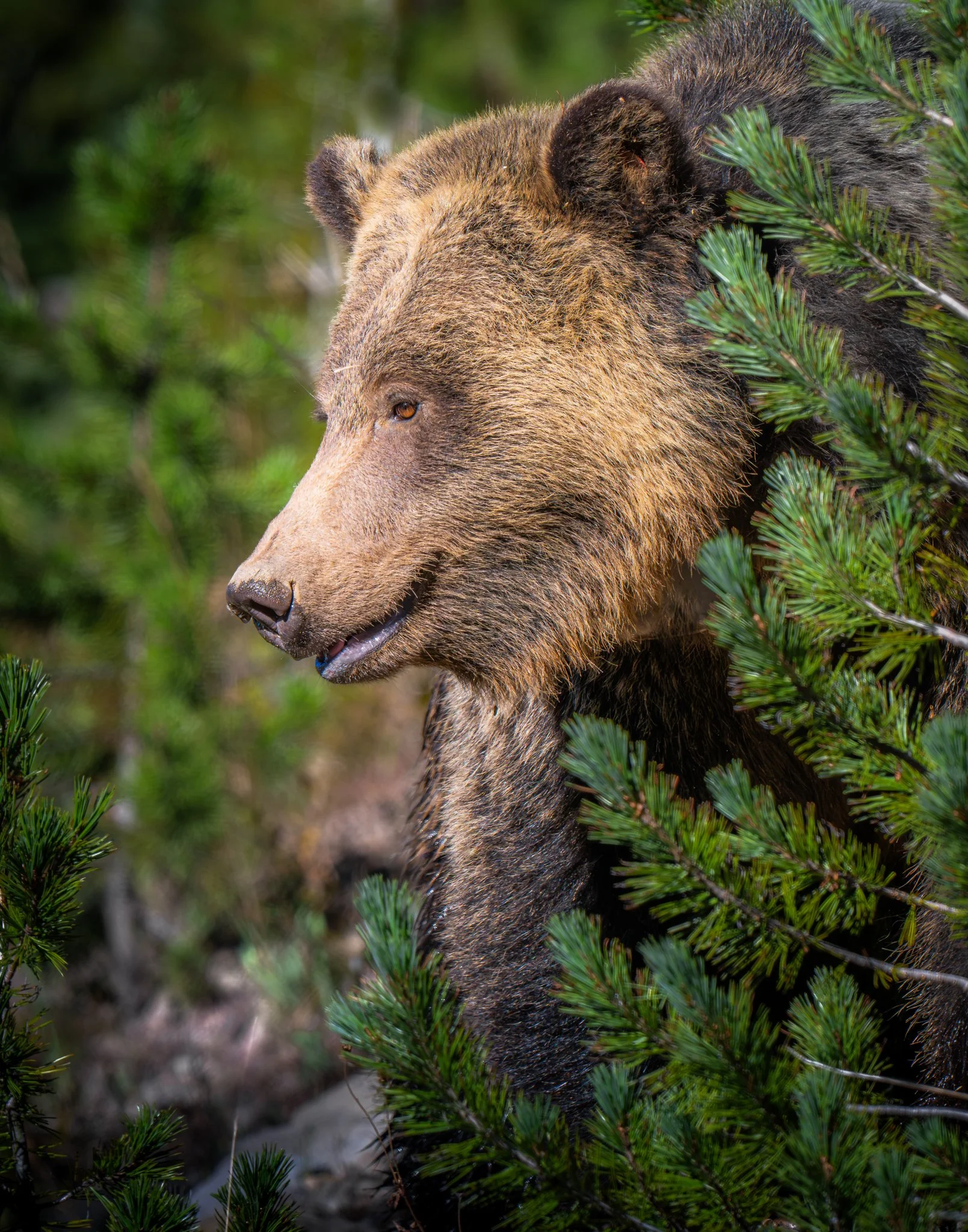 Teddie's Bear - Rachel Hall.jpg
