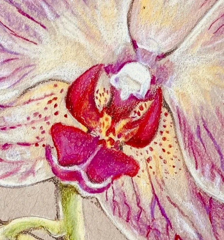 Orchid%2BDrawing.jpg