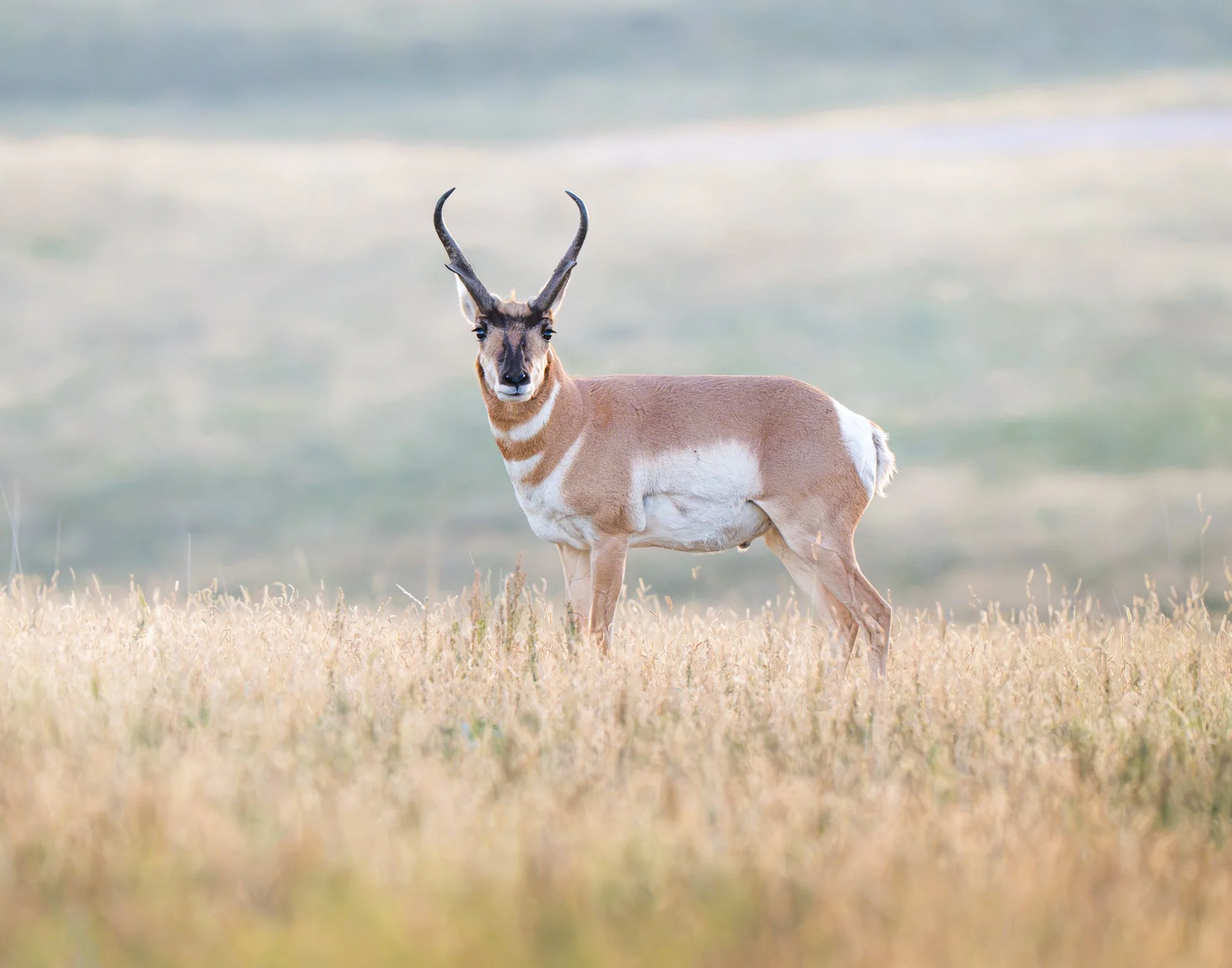 Monarch of Wind and Grass - Rachel Hall.jpg