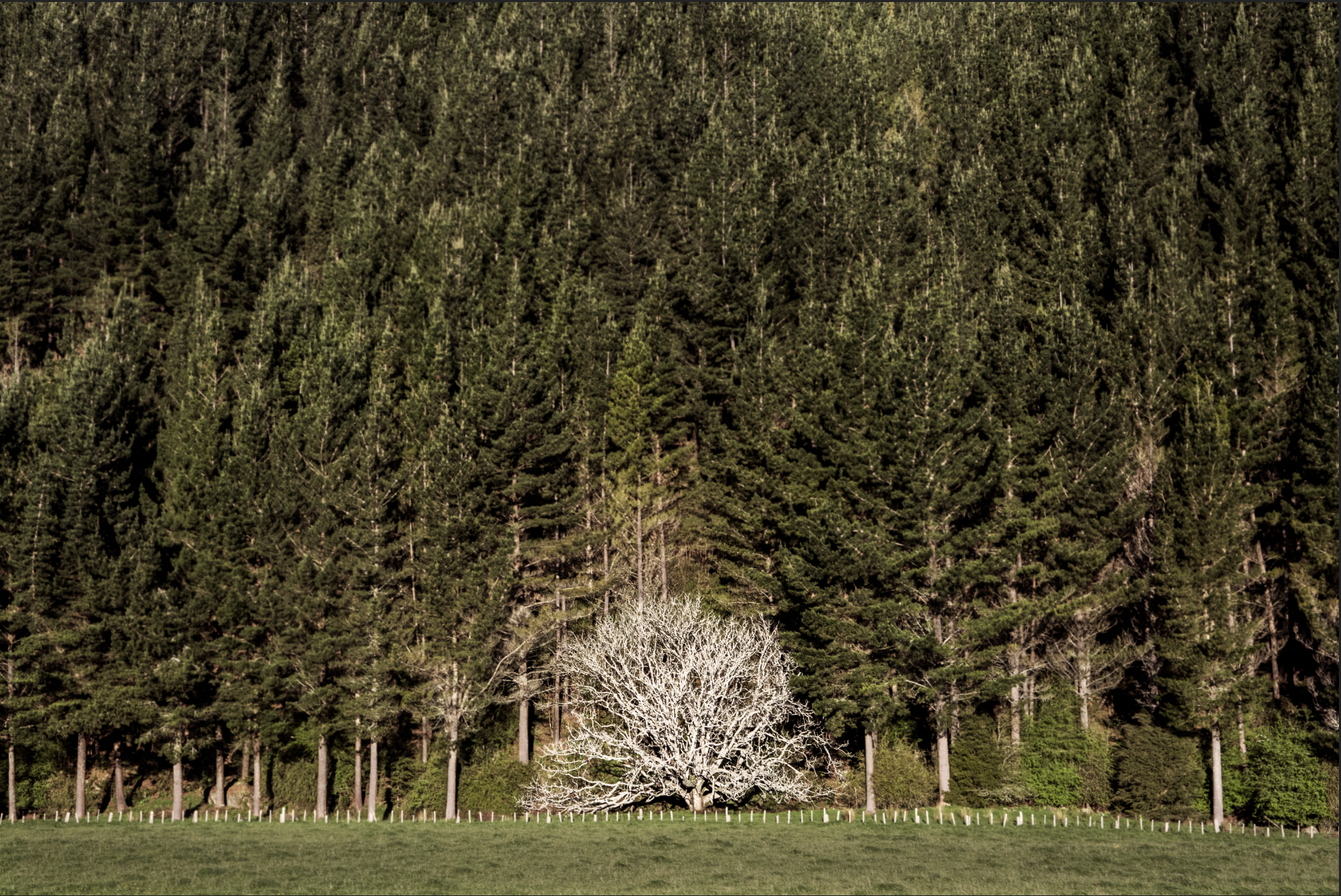 Arresting Contention.png