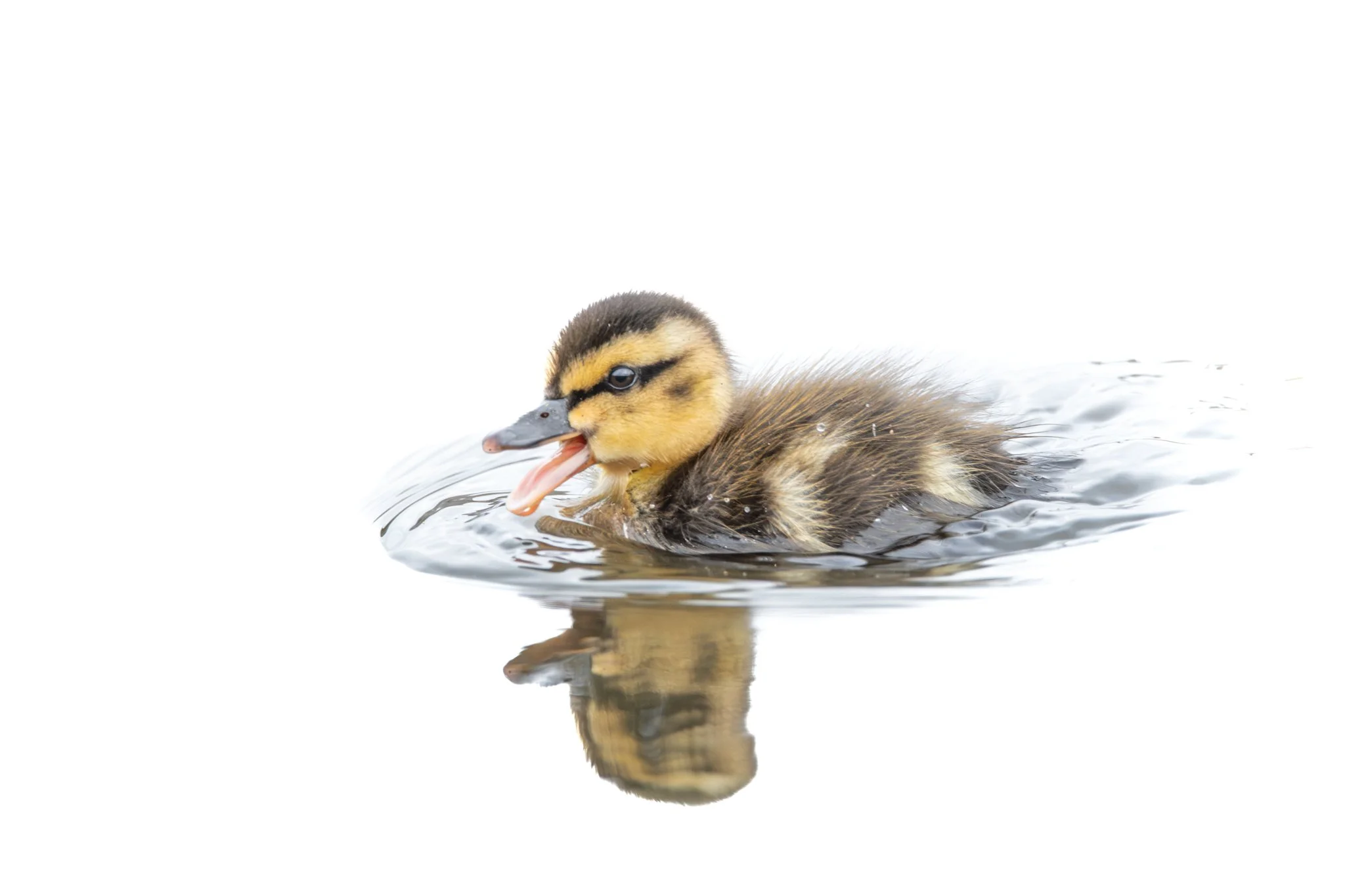 Mallard Duckling - Rachel Hall.jpg