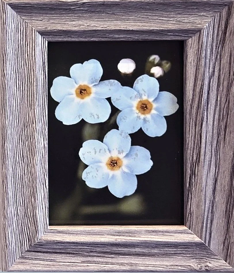 Forget-me-not Flower_John Maciejny.jpg