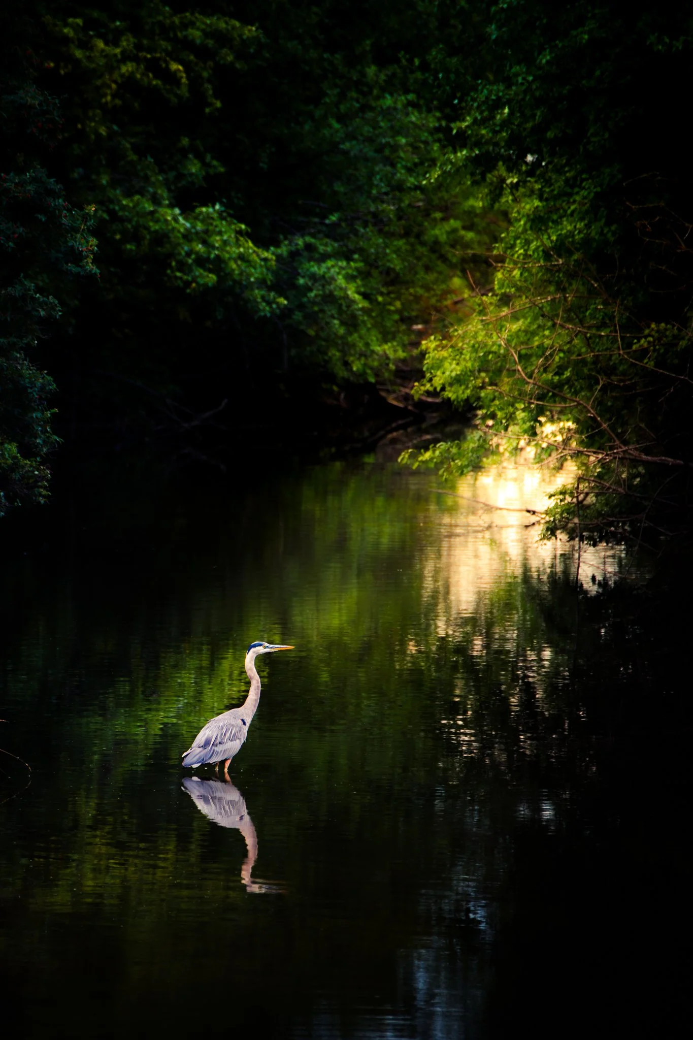 Mirrored Stillness - Rachel Hall.jpg