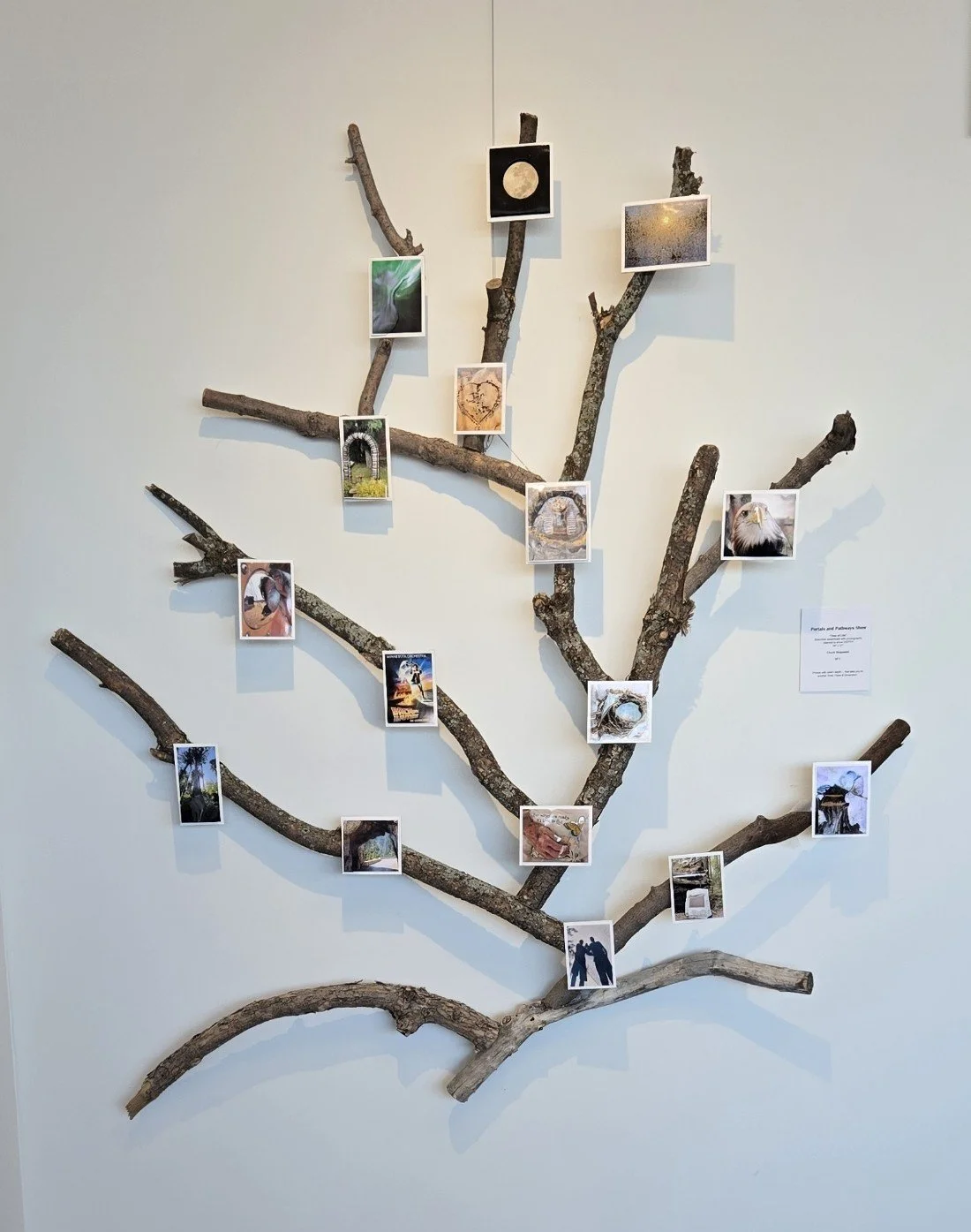 Tree of Life by Chuck Skajewski 1.jpg