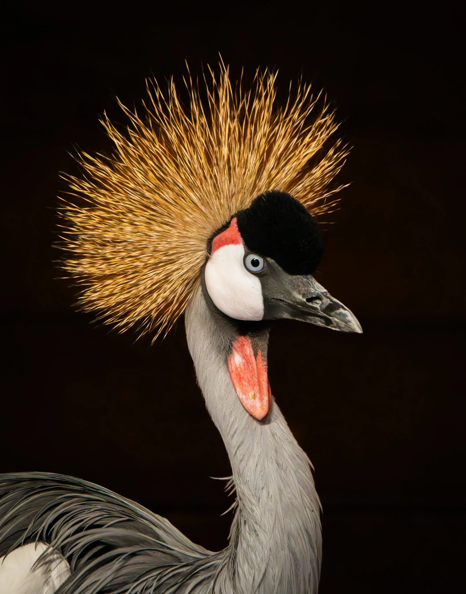 Crowned in Wild Gold - Rachel Hall.jpg