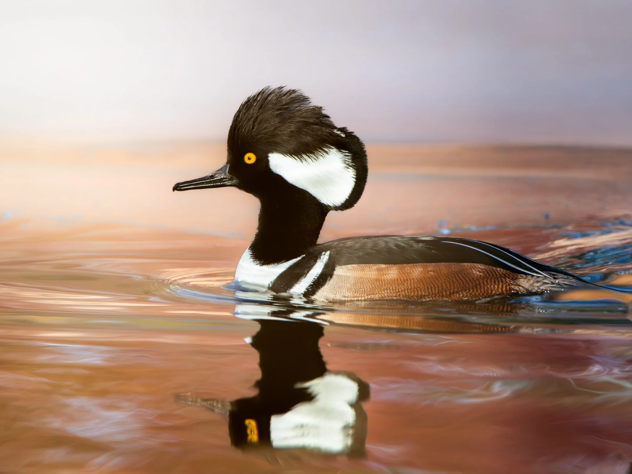 Drifting Through the Morning Glow - Rachel Hall.jpg