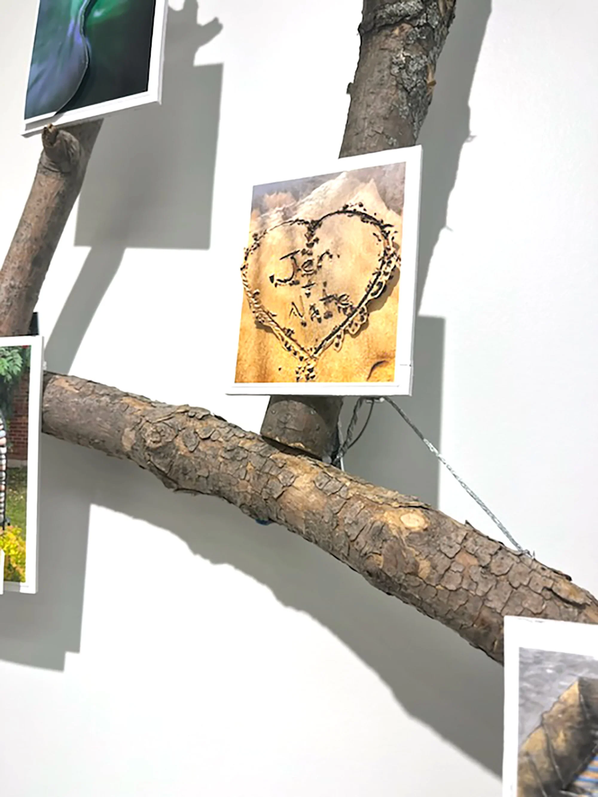 Tree of Life by Chuck Skajewski 2.jpg