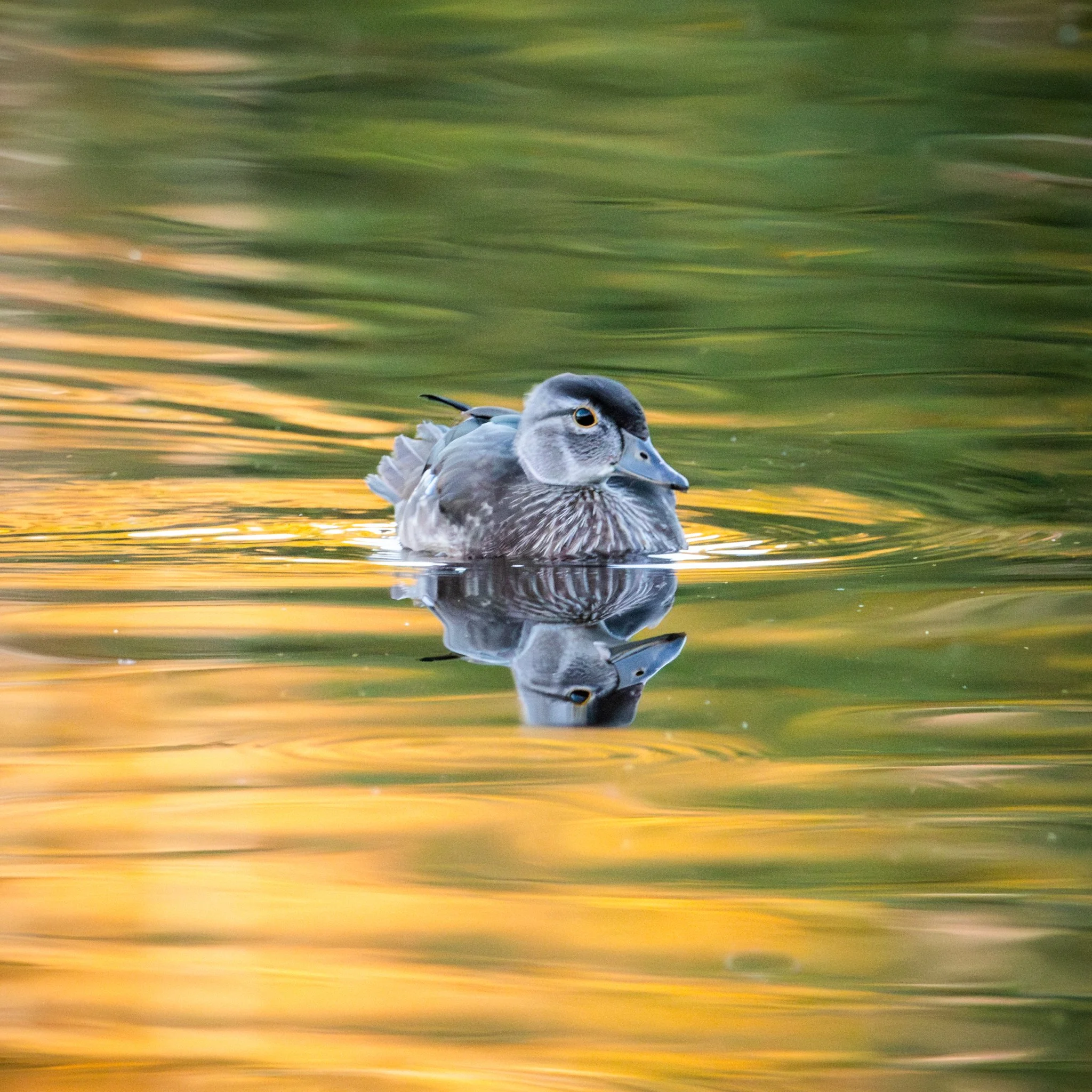 Echo on Water - Rachel Hall.jpg