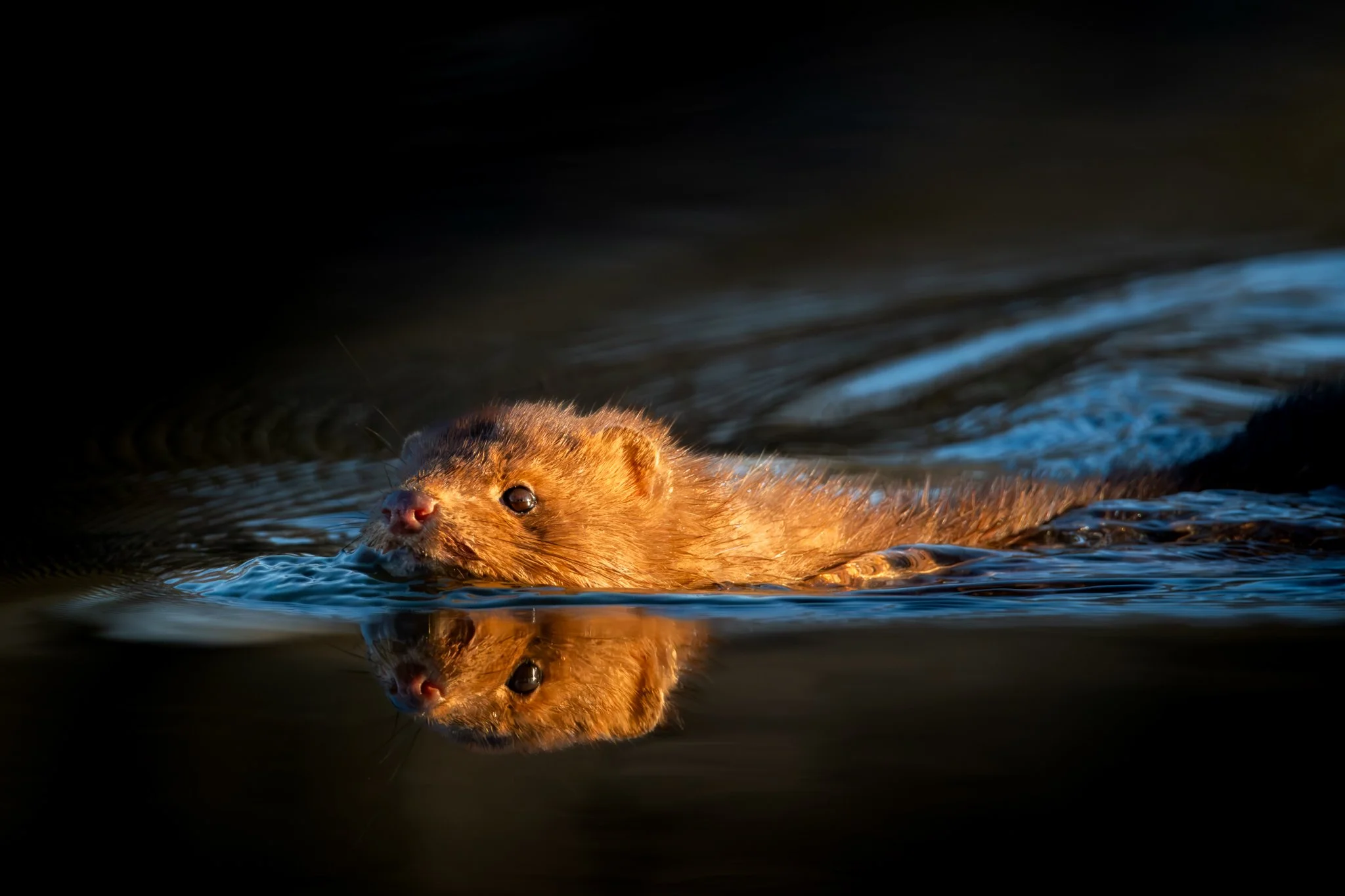 Mink Dips In the Golden Quiet - Rachel Hall.jpg