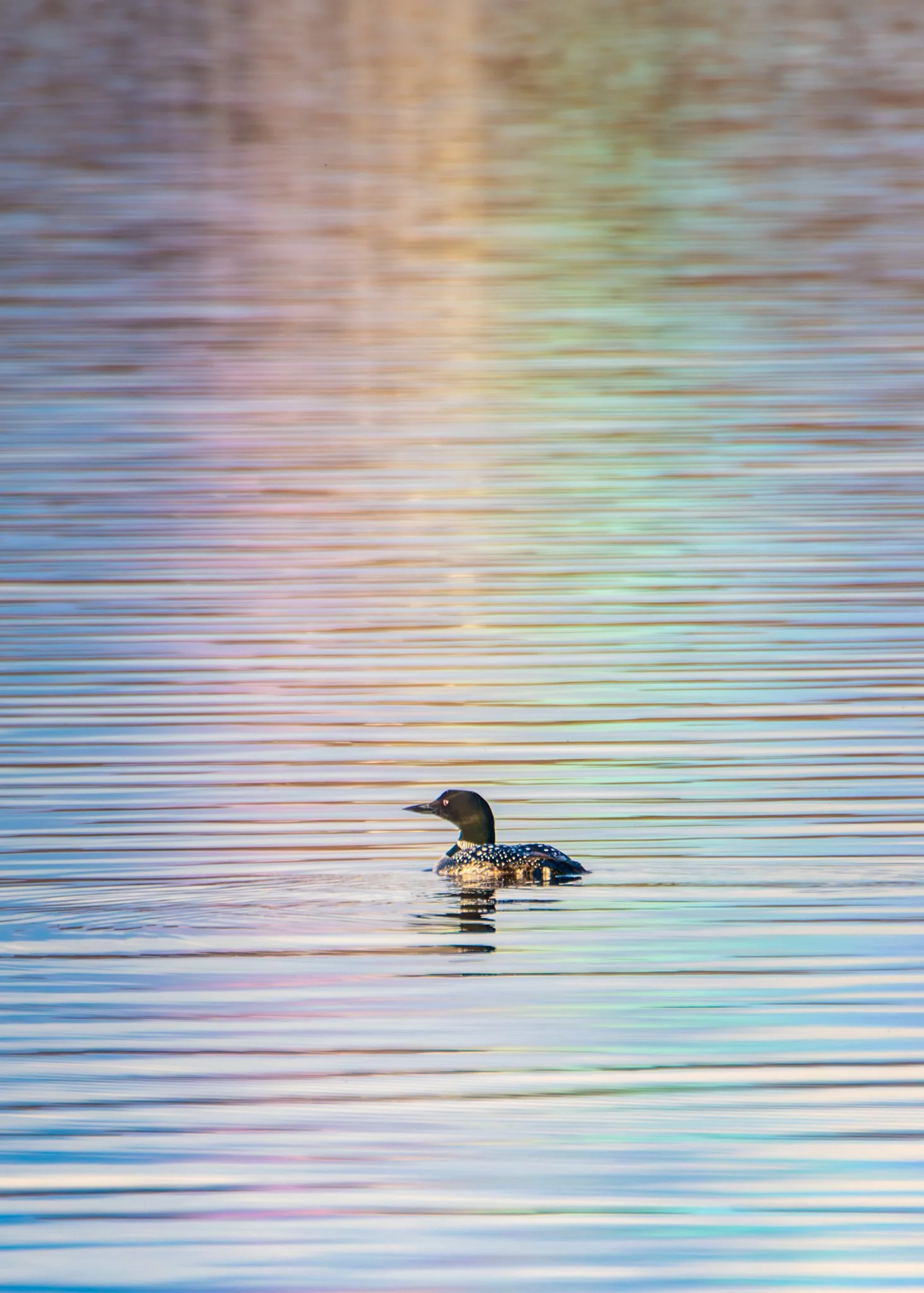 Living In the Land of Loons & Rainbows - Rachel Hall.jpg