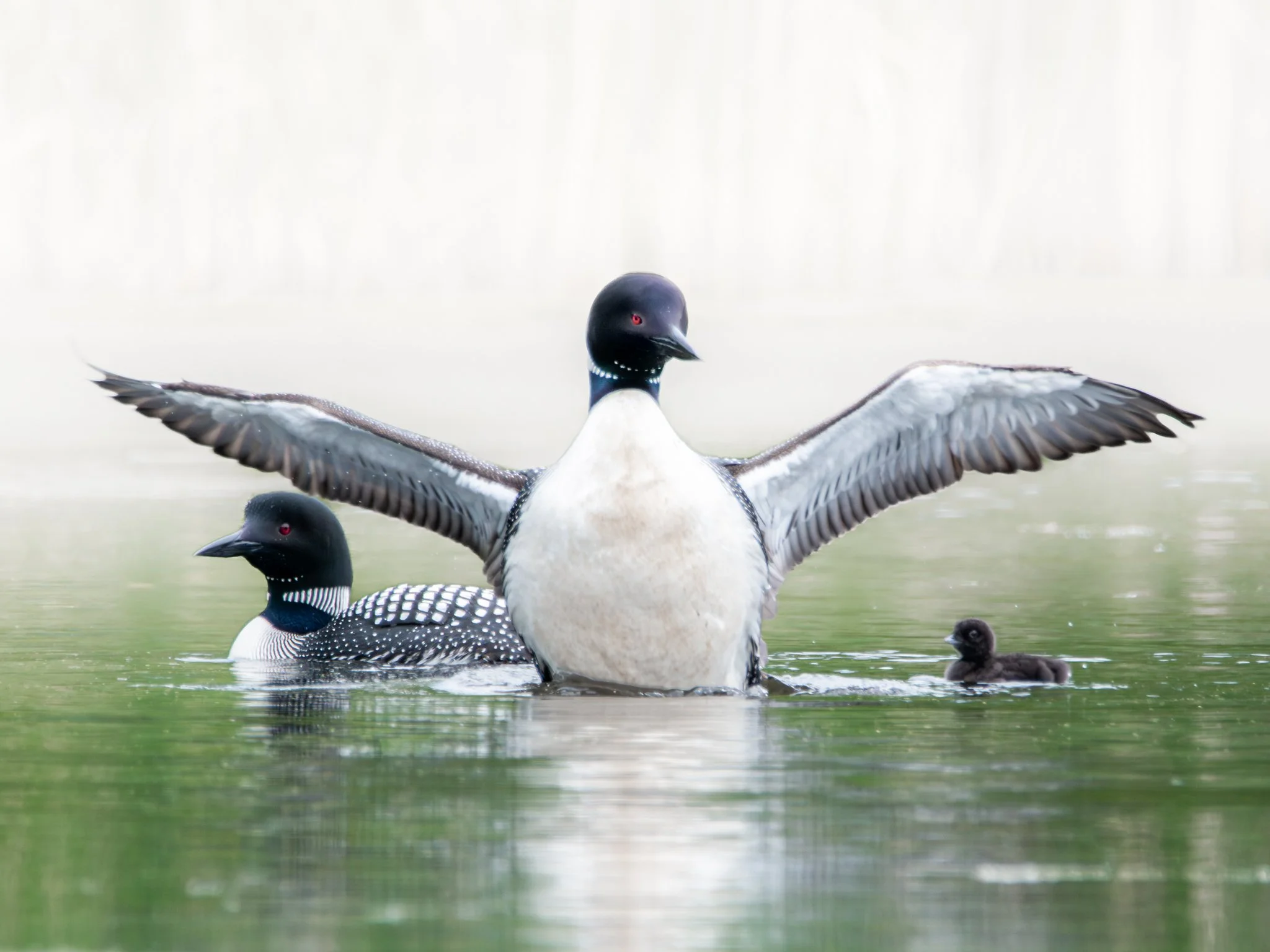 Family Bonds - Rachel Hall.jpg