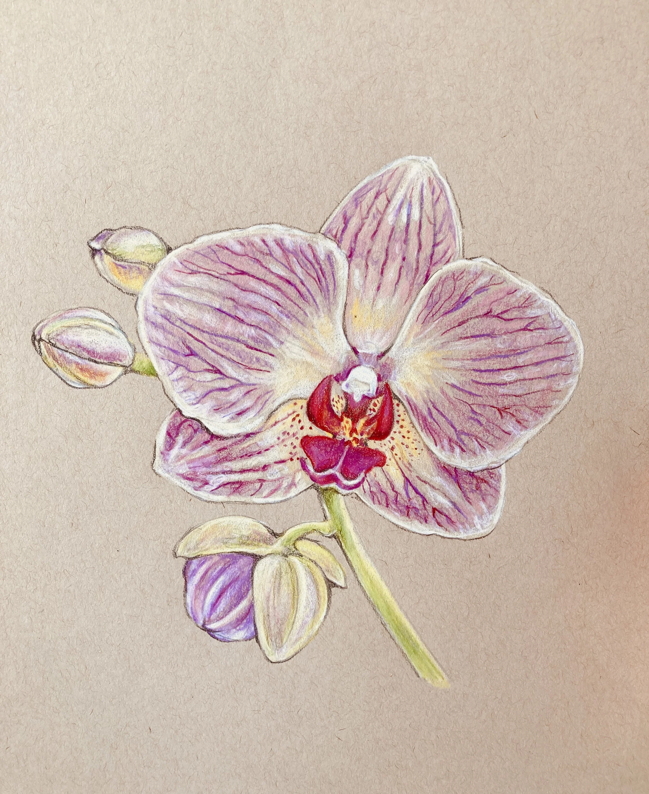 Orchid+Drawing.jpg