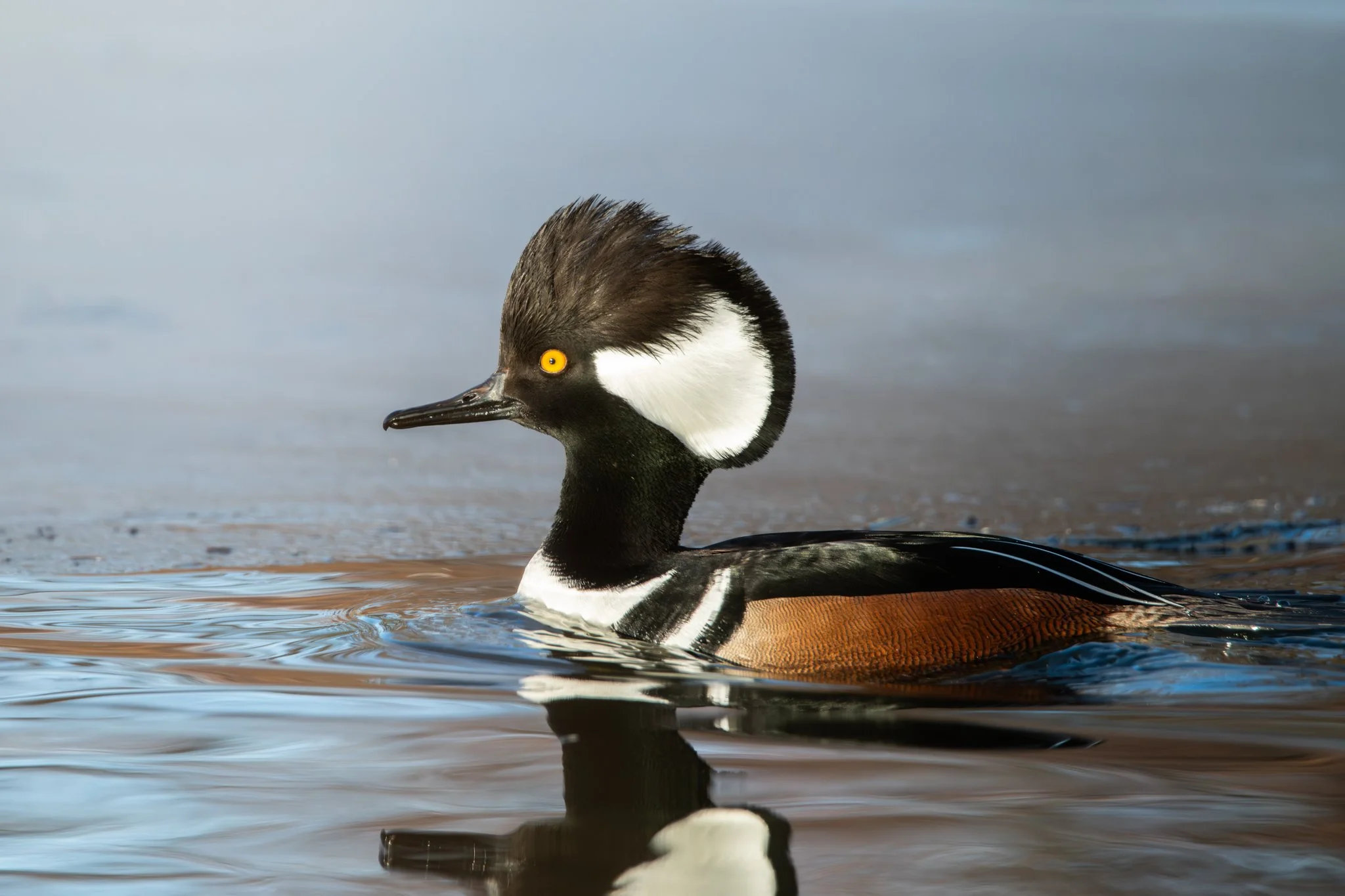 The Dapper Diver - Rachel Hall.jpg