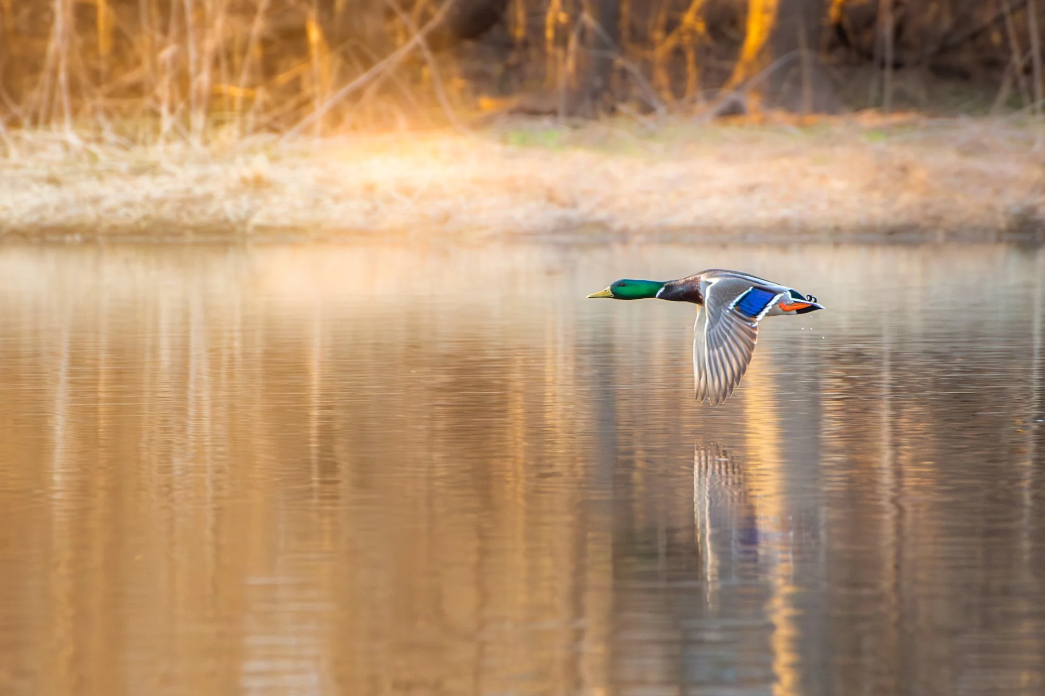 Golden Passage - Rachel Hall.jpg