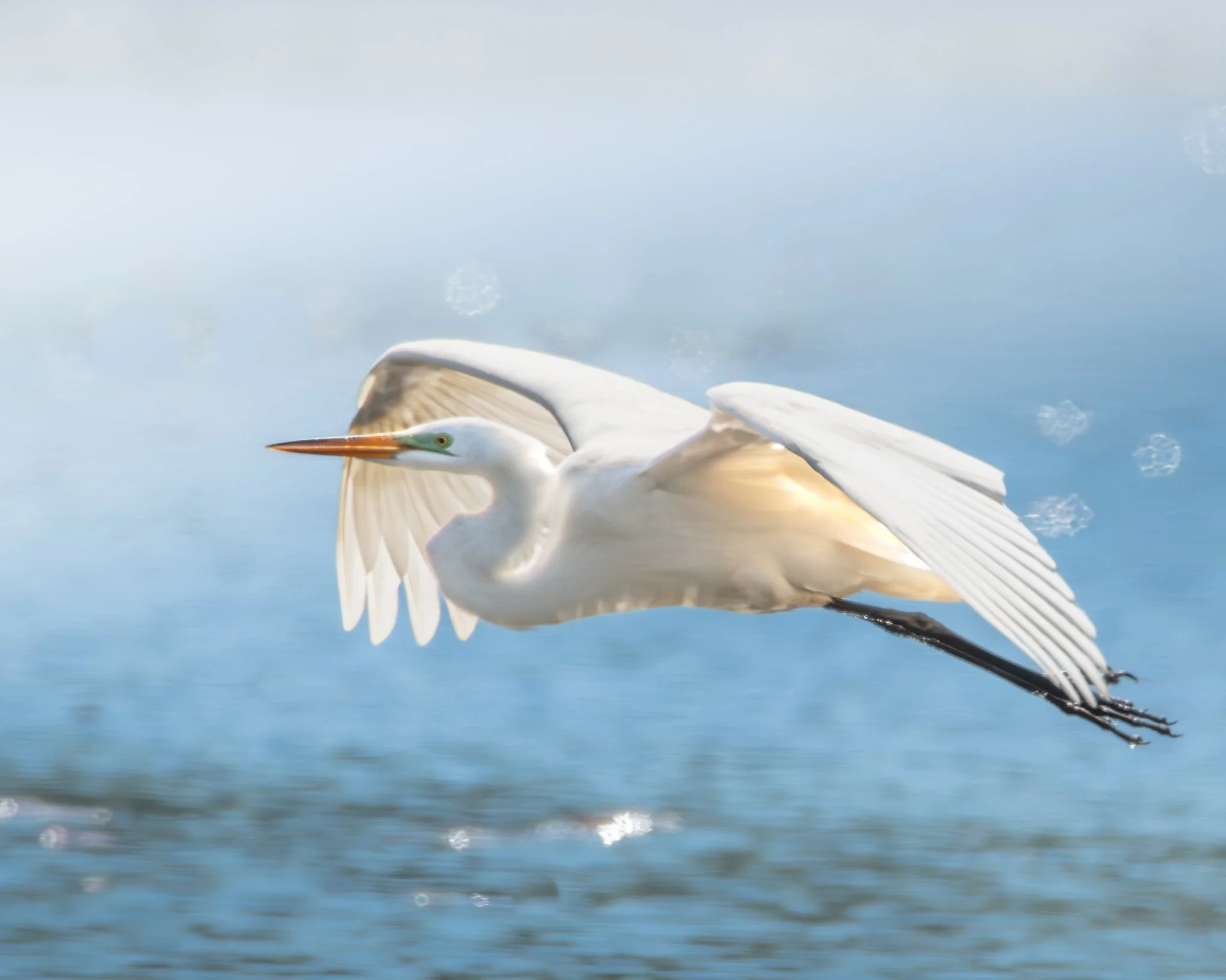 Glide Across the Blue - Rachel Hall.jpg