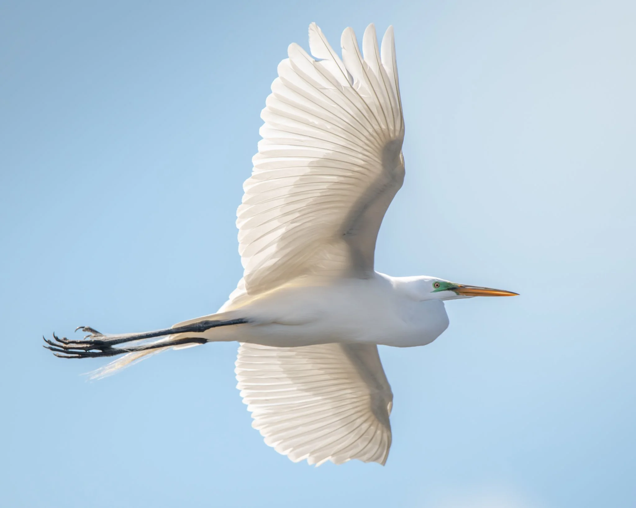 The Airborne Quiet - Rachel Hall.jpg